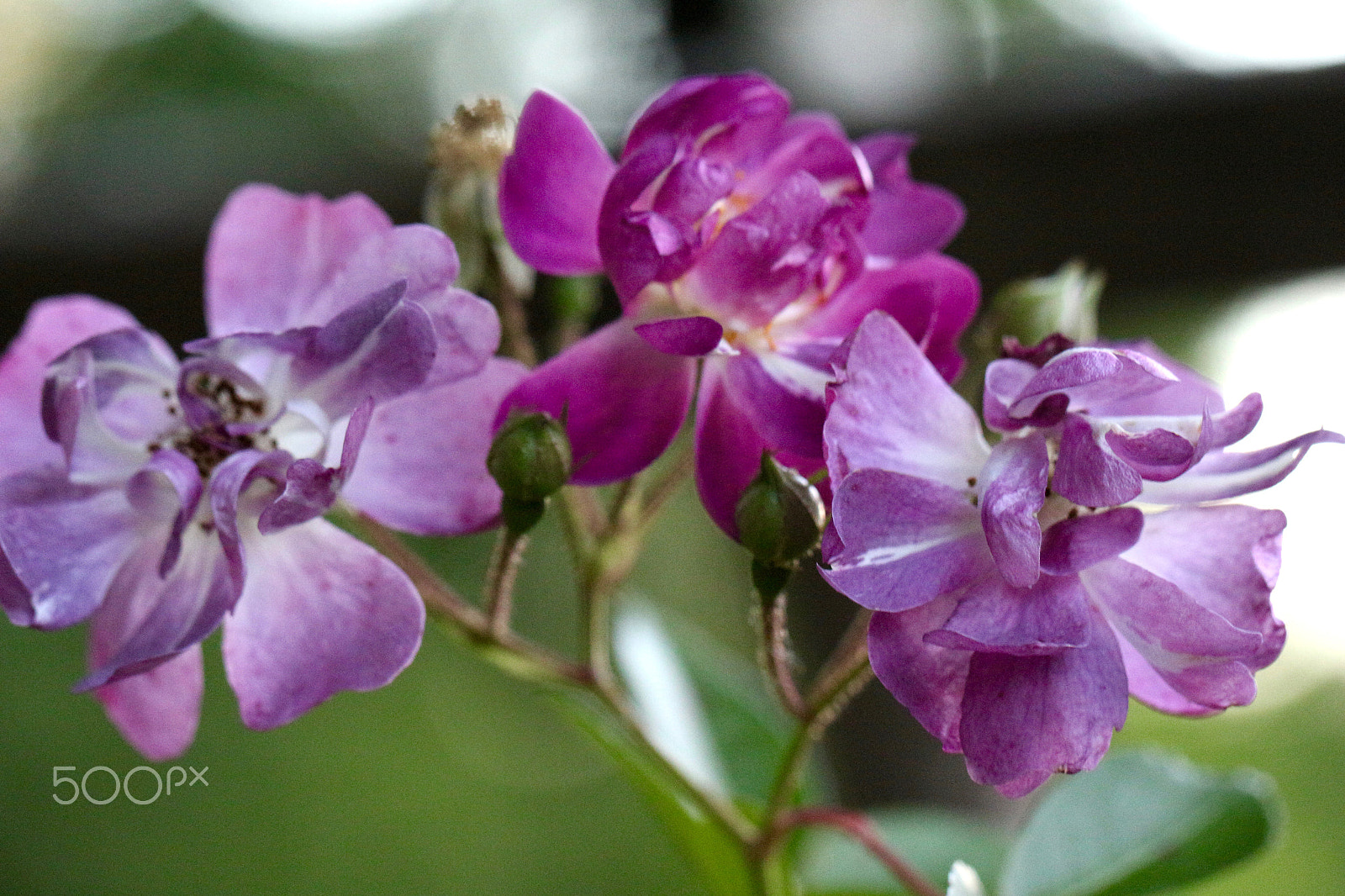 Canon EF 100mm F2.8L Macro IS USM sample photo. Delicates photography