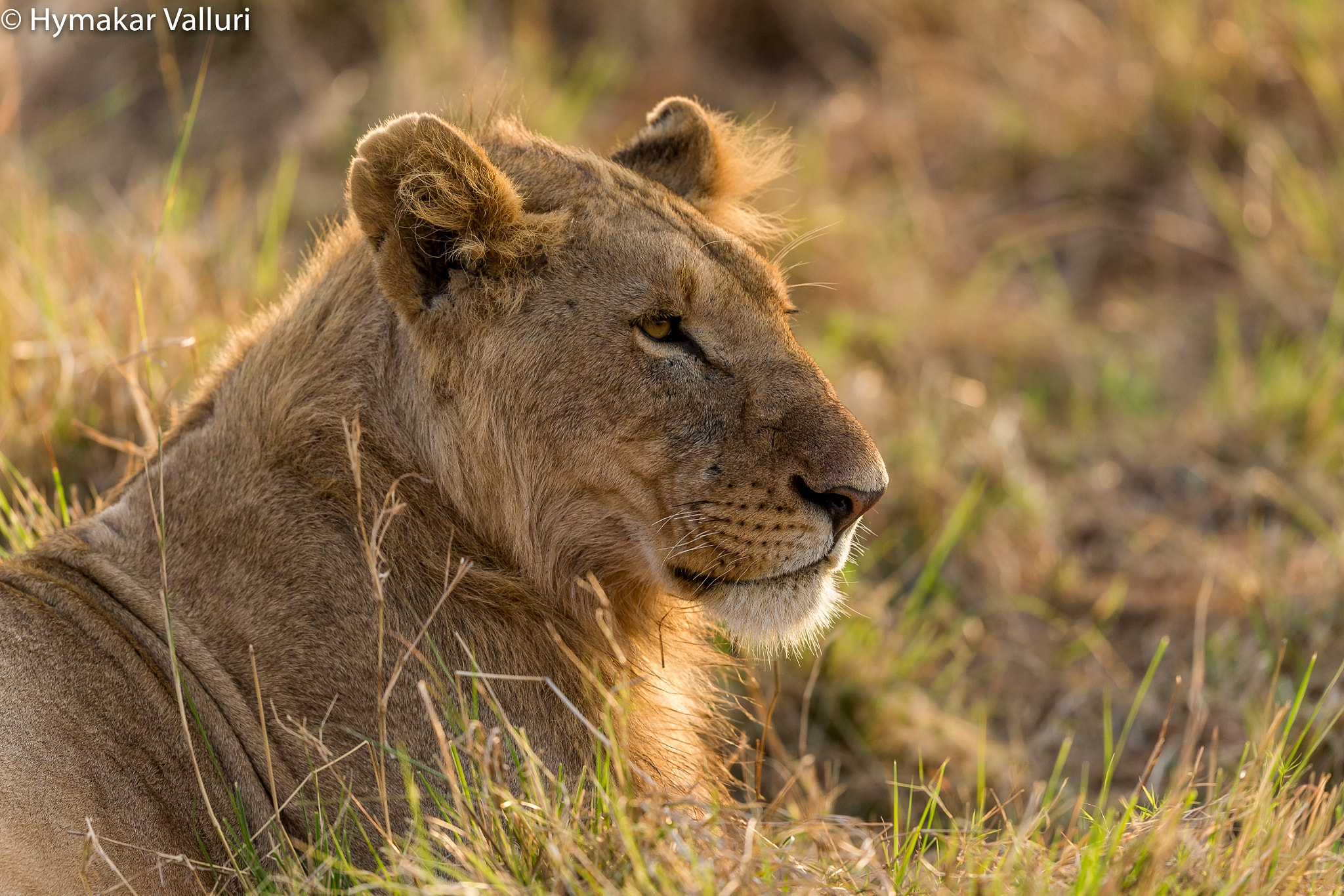 Canon EF 500mm F4L IS II USM sample photo. Lion photography
