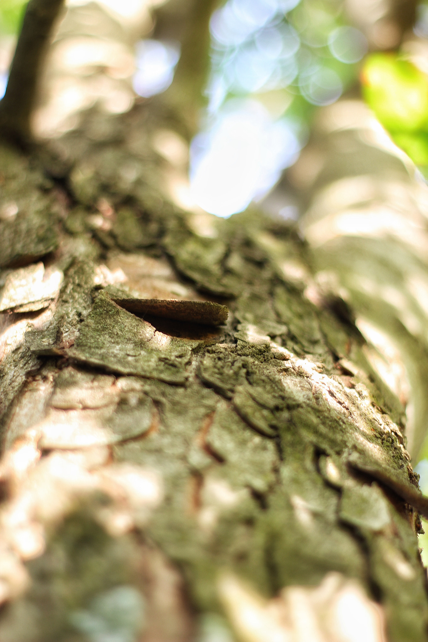 ZEISS Planar T* 50mm F1.4 sample photo