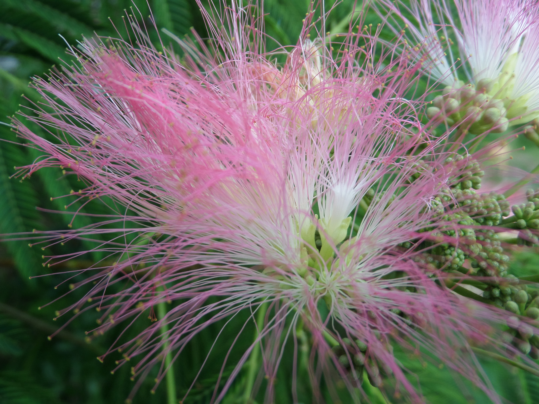 Samsung WB250F sample photo. Whispy beauty photography