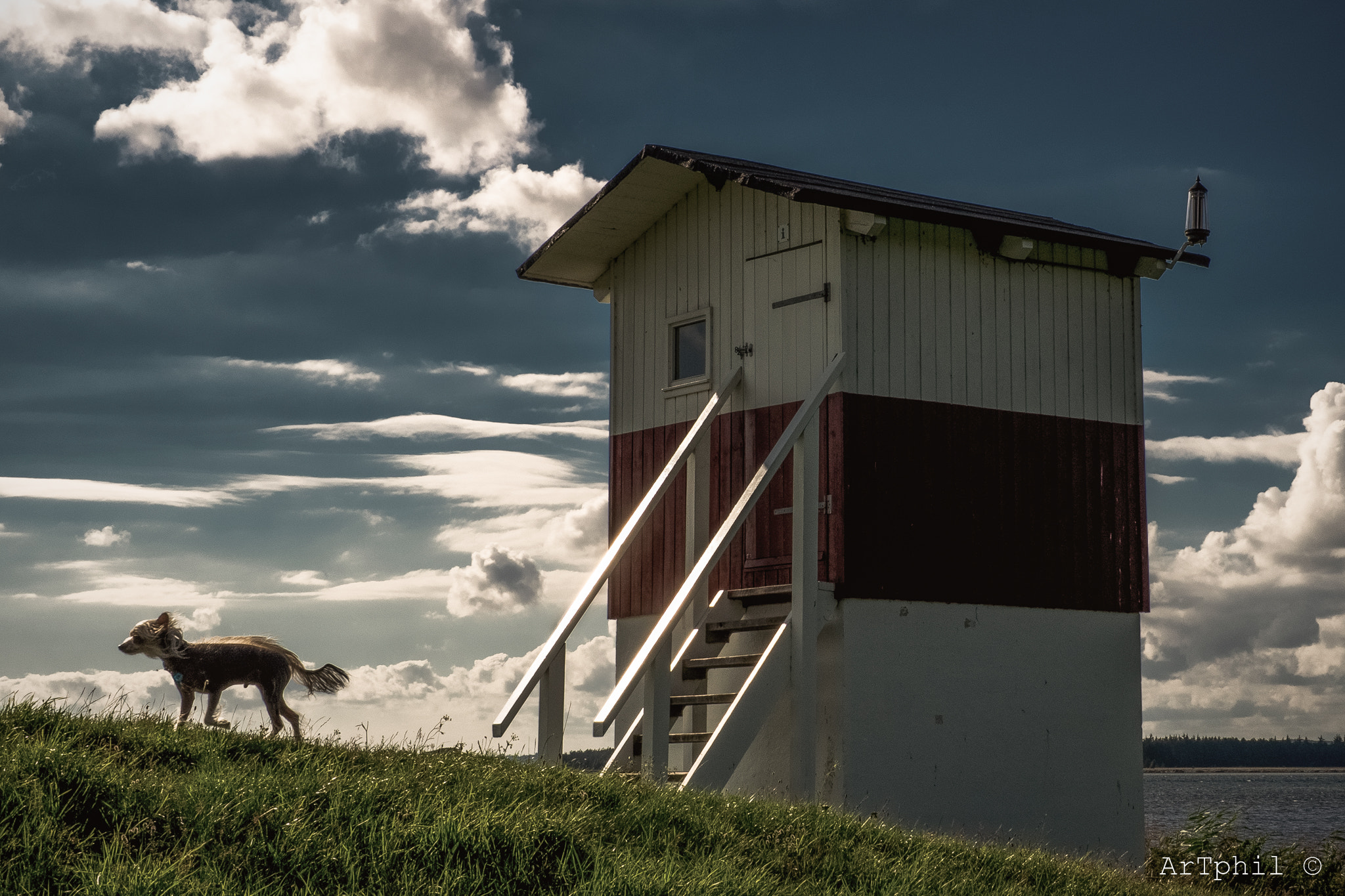 Olympus OM-D E-M1 + Panasonic Leica DG Summilux 25mm F1.4 II ASPH sample photo. The dog walk photography