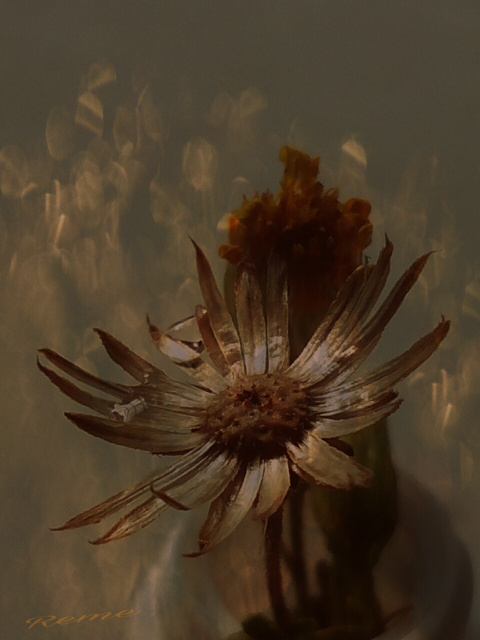bq Aquaris E5 HD sample photo. Flor seca photography