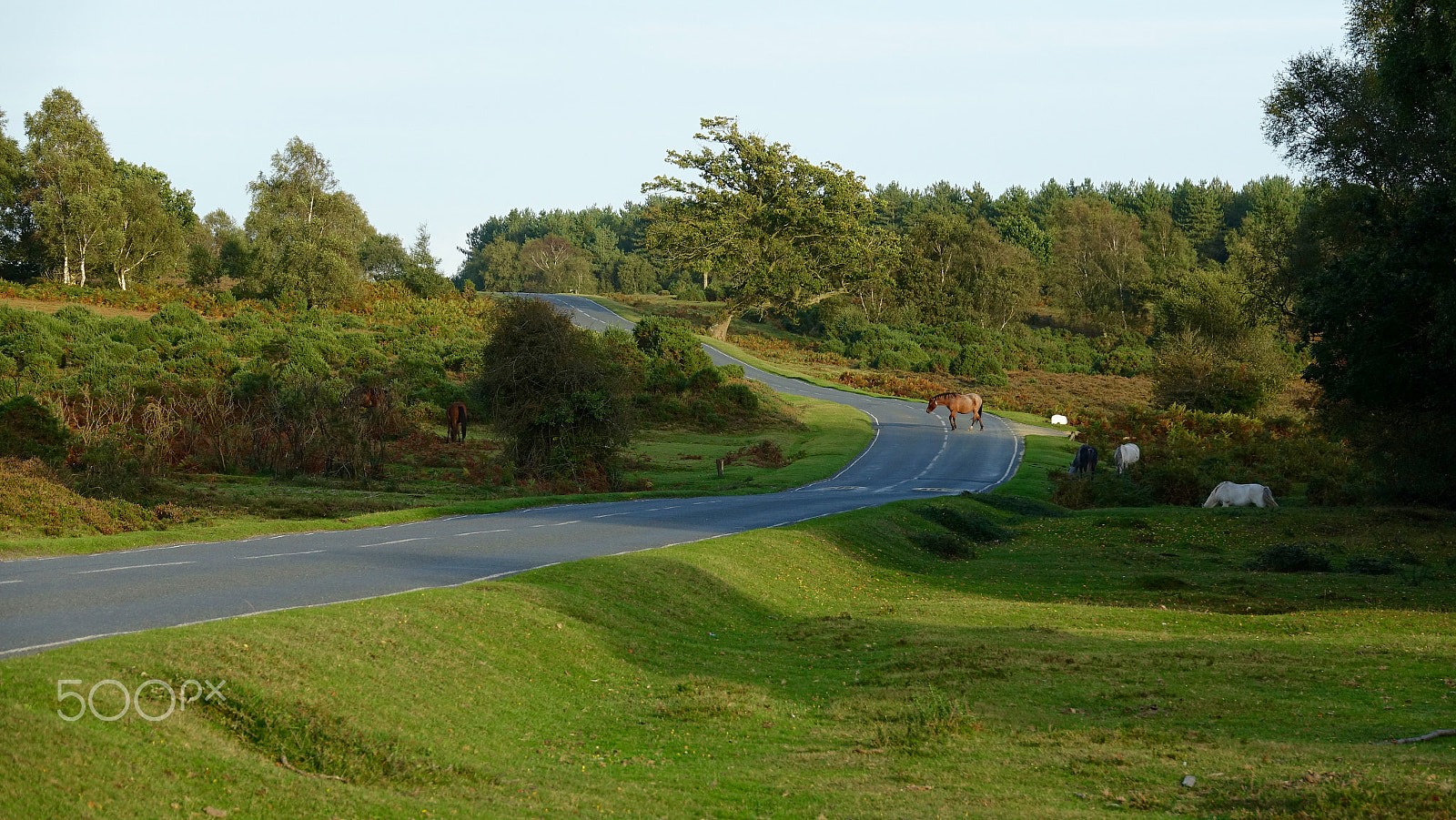 Sony Cyber-shot DSC-RX10 III sample photo. Last days of summer in the new forest photography