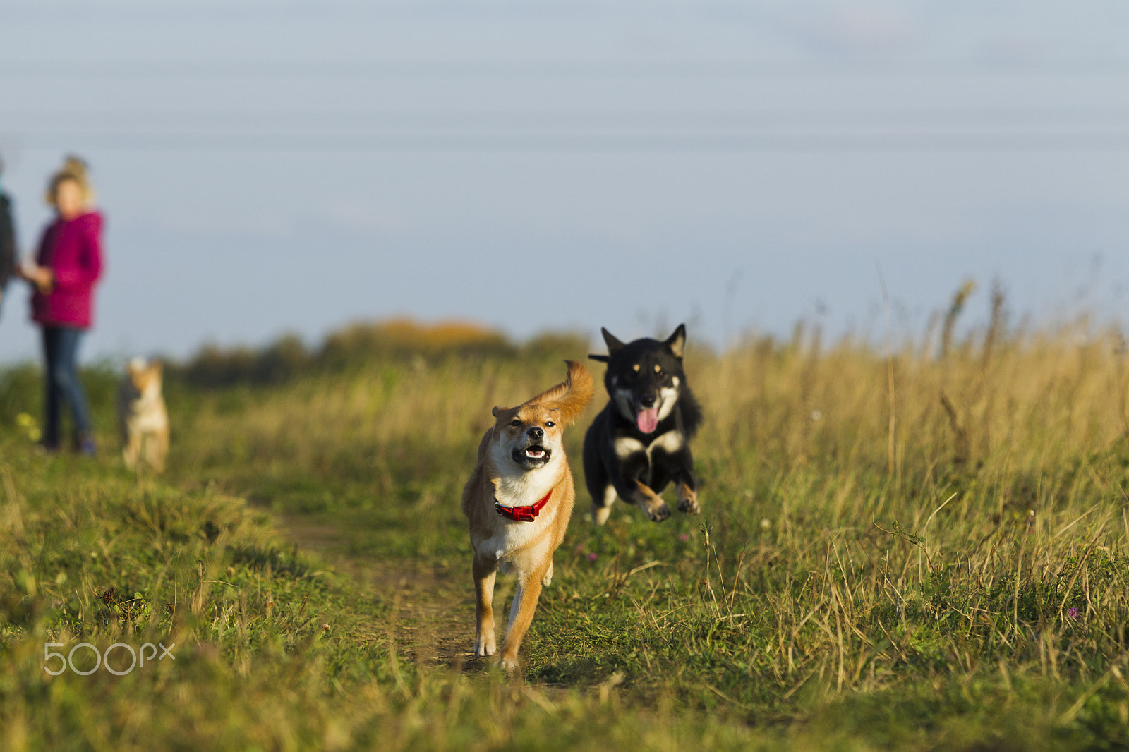 Canon EOS-1D Mark IV sample photo. Japanese breed of dogs sibu inu for a walk photography