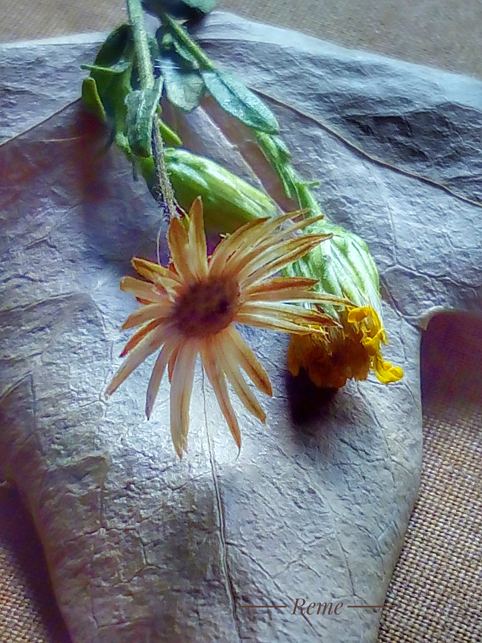 bq Aquaris E5 HD sample photo. Flores photography