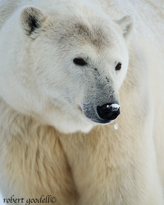 Nikon D4 sample photo. Snow melts off polar bear's nose photography