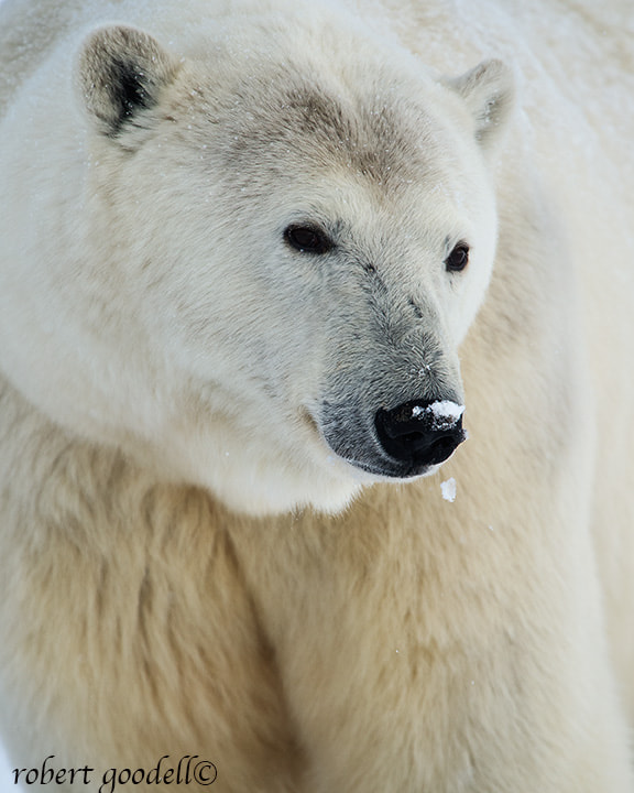Nikon D4 + Nikon AF-S Nikkor 500mm F4G ED VR sample photo. Snow melts off polar bear's nose photography