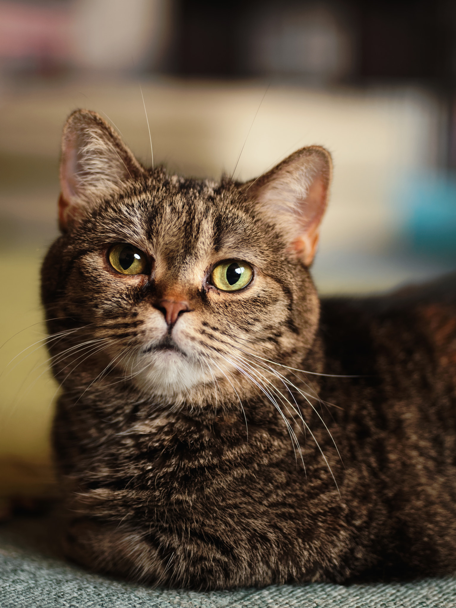 smc PENTAX-FA 645 75mm F2.8 sample photo. Munchkin photography