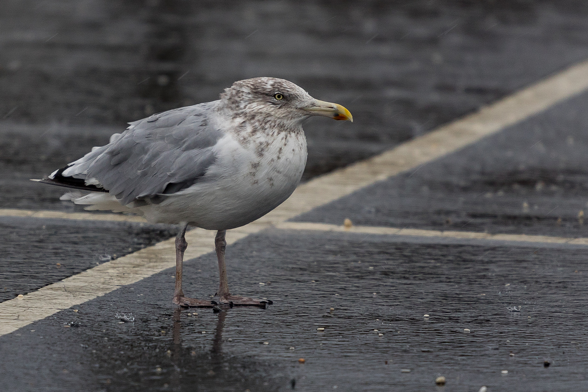 Canon EF 70-200mm F4L USM sample photo. What you looking at? photography