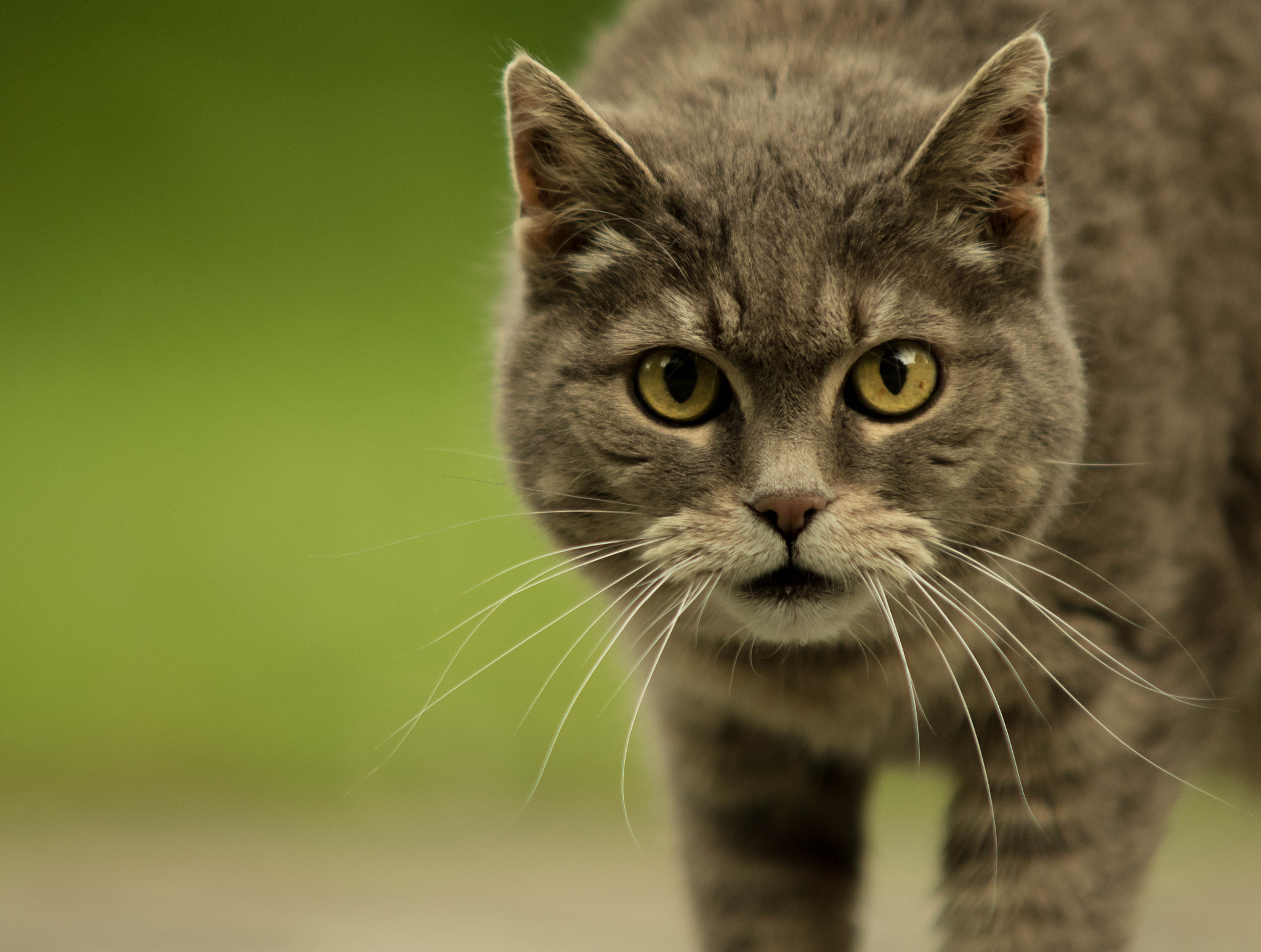 Sigma 70-200mm F2.8 EX DG Macro HSM II sample photo. Kater photography