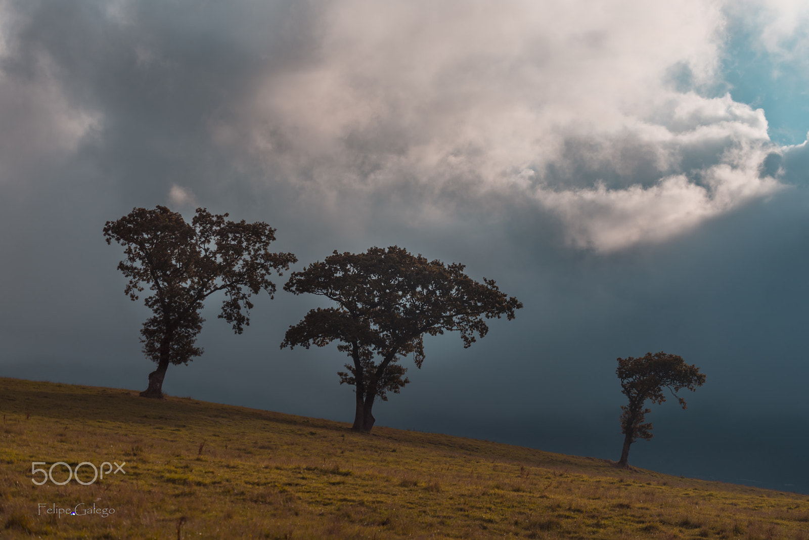 Nikon D750 sample photo. Los arboles de las nubes photography