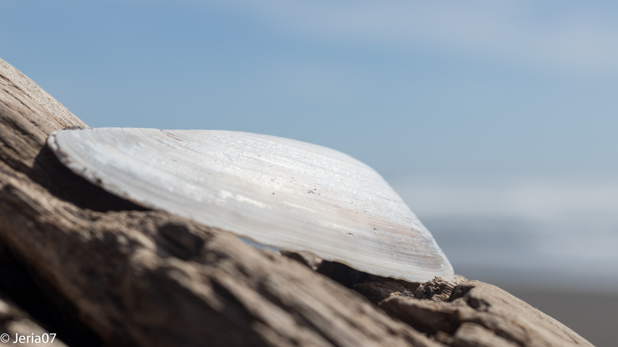Sigma 50mm F1.4 EX DG HSM sample photo. Shell photography