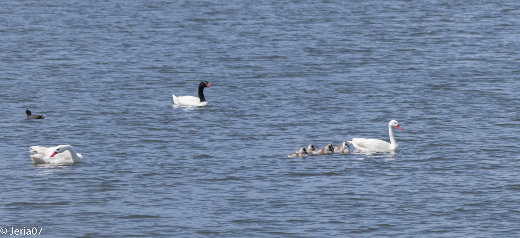 Canon EOS 80D + EF75-300mm f/4-5.6 sample photo. Cisnes photography