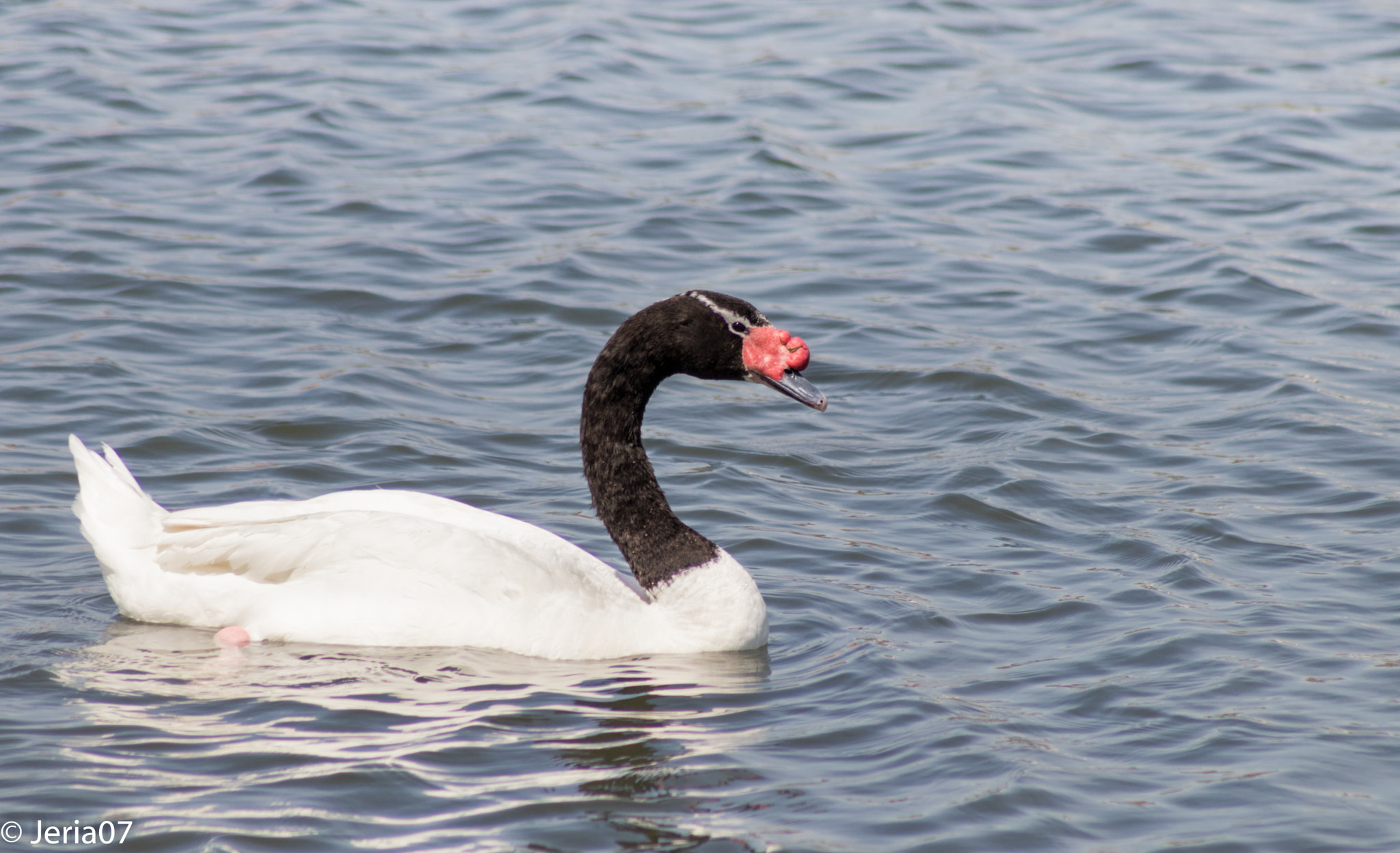 Canon EOS 80D + EF75-300mm f/4-5.6 sample photo. Black-necked swan photography