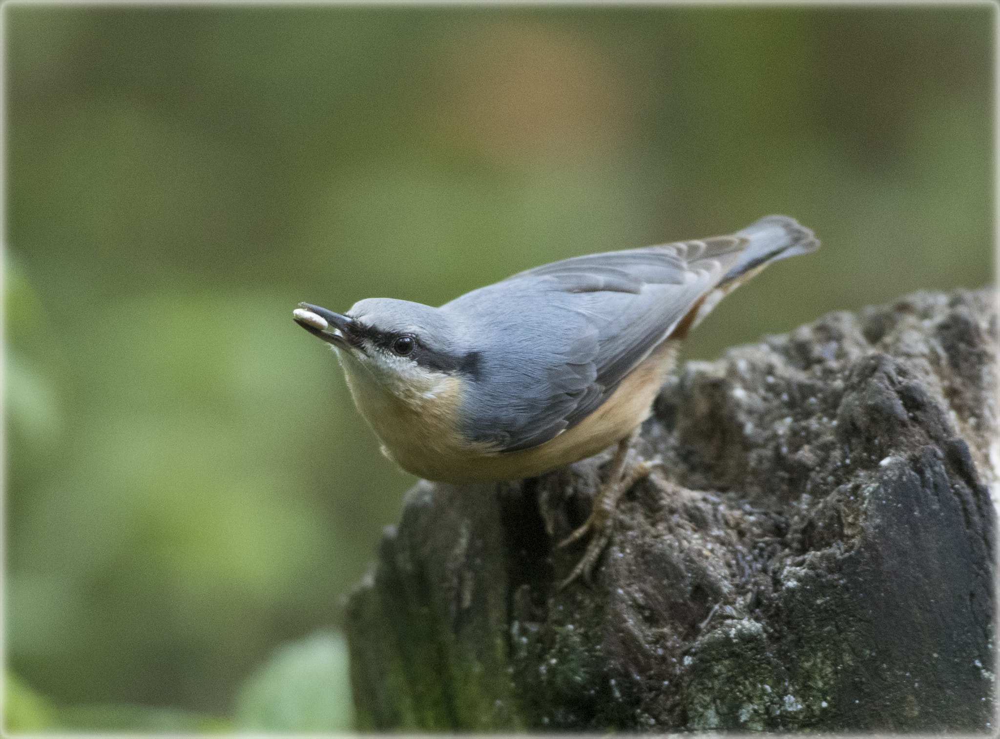 Canon EF 600mm f/4L IS sample photo. Nuthatch photography