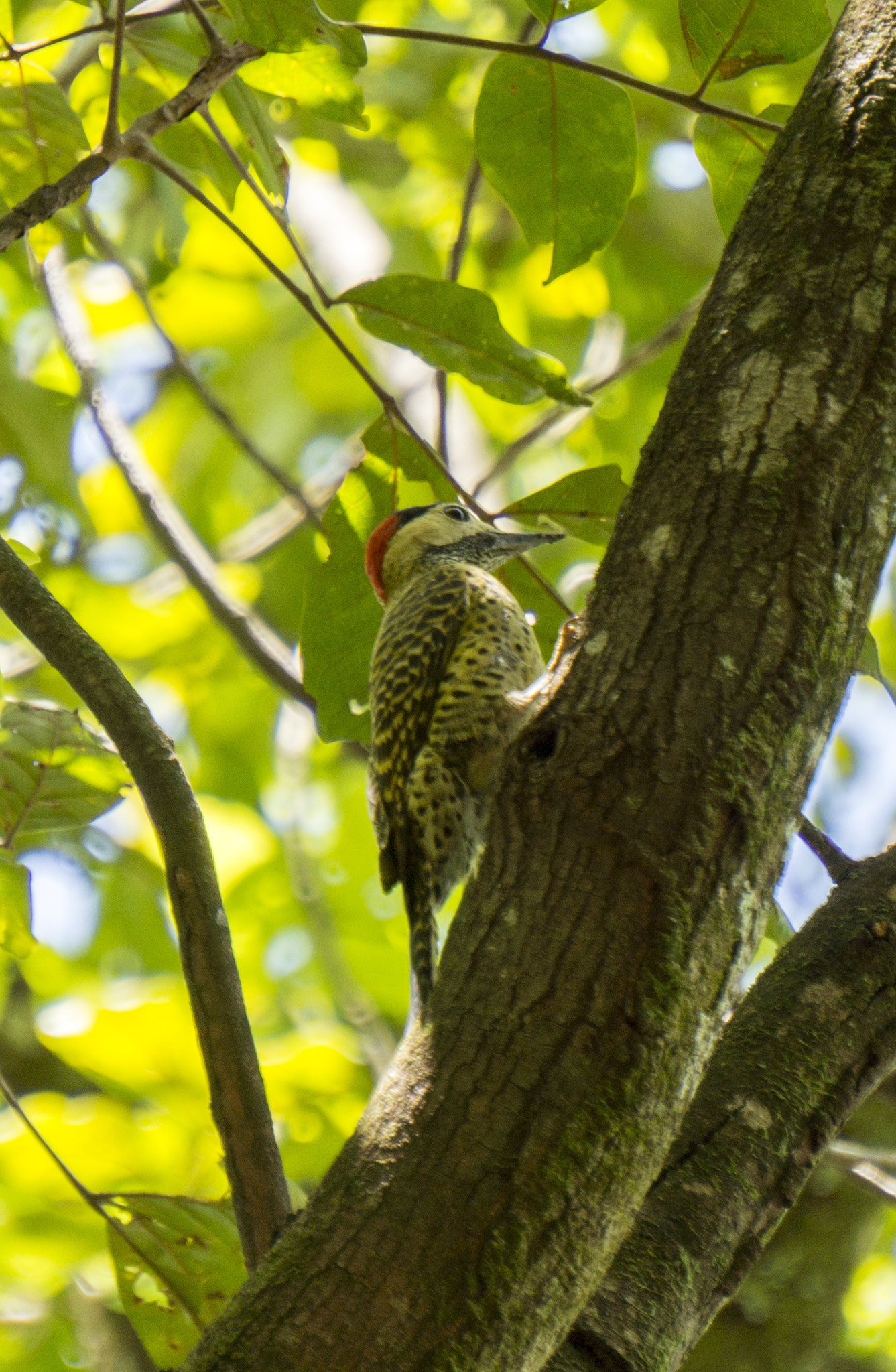 Sony Alpha a3500 sample photo. Woodpecker photography