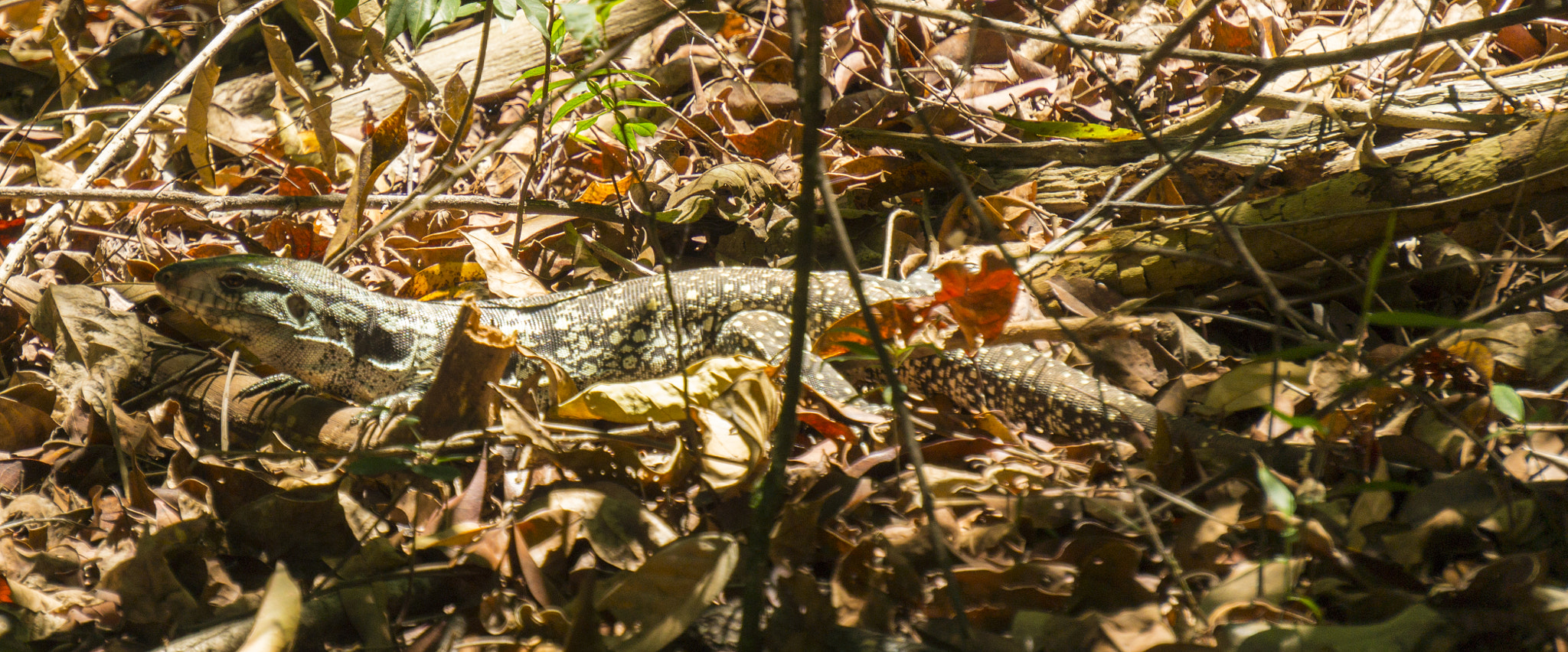 Sony Alpha a3500 sample photo. Reptile photography