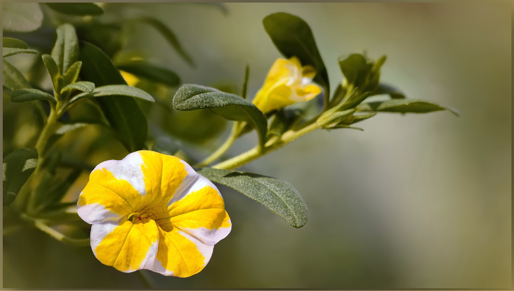 Sigma 70-300mm F4-5.6 APO Macro Super II sample photo. Like a lemon meringue dessert... photography