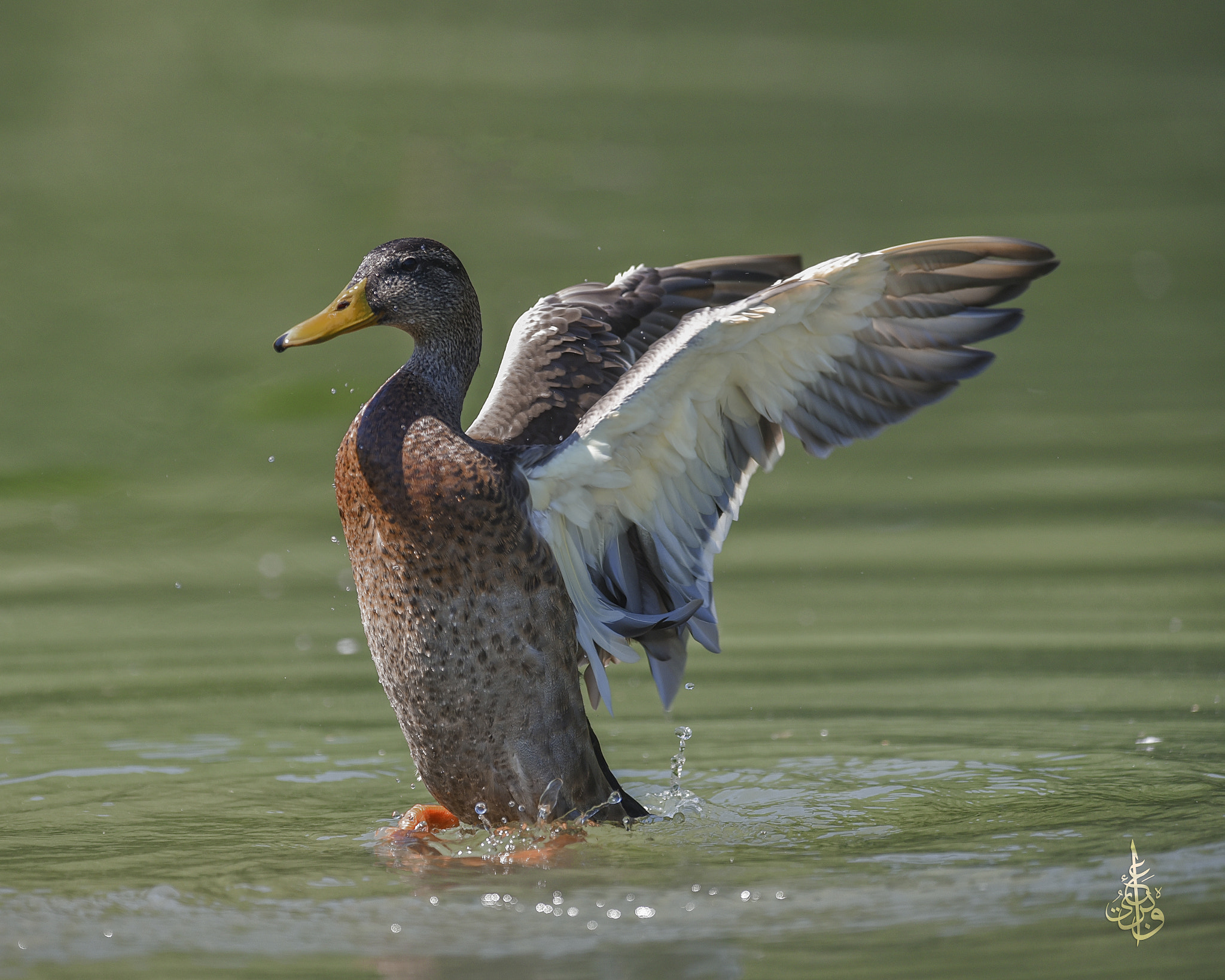 Nikon AF-S Nikkor 300mm F2.8G ED VR II sample photo. Mallard photography