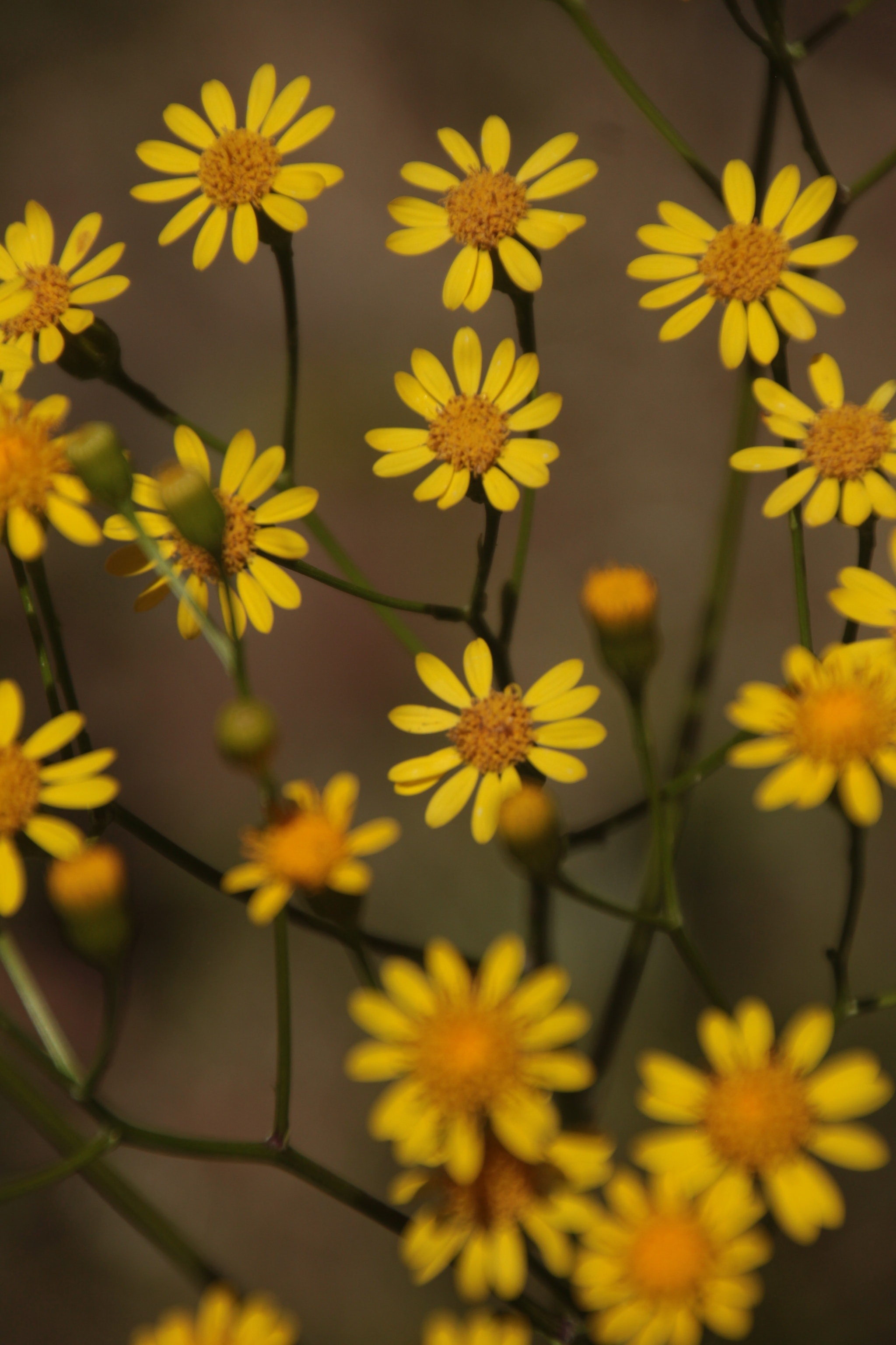 Canon EOS 700D (EOS Rebel T5i / EOS Kiss X7i) sample photo. Yellow photography
