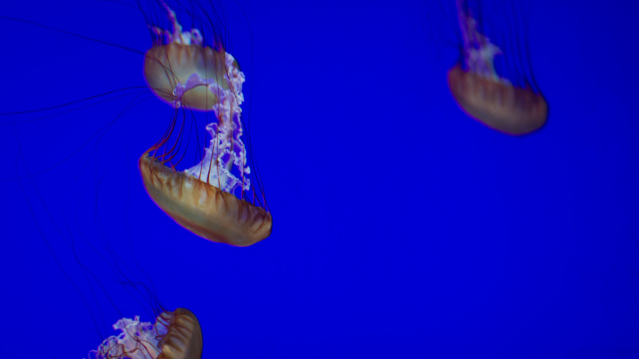 Canon EOS 600D (Rebel EOS T3i / EOS Kiss X5) + Sigma 50-100mm F1.8 DC HSM Art sample photo. Jellyfish photography