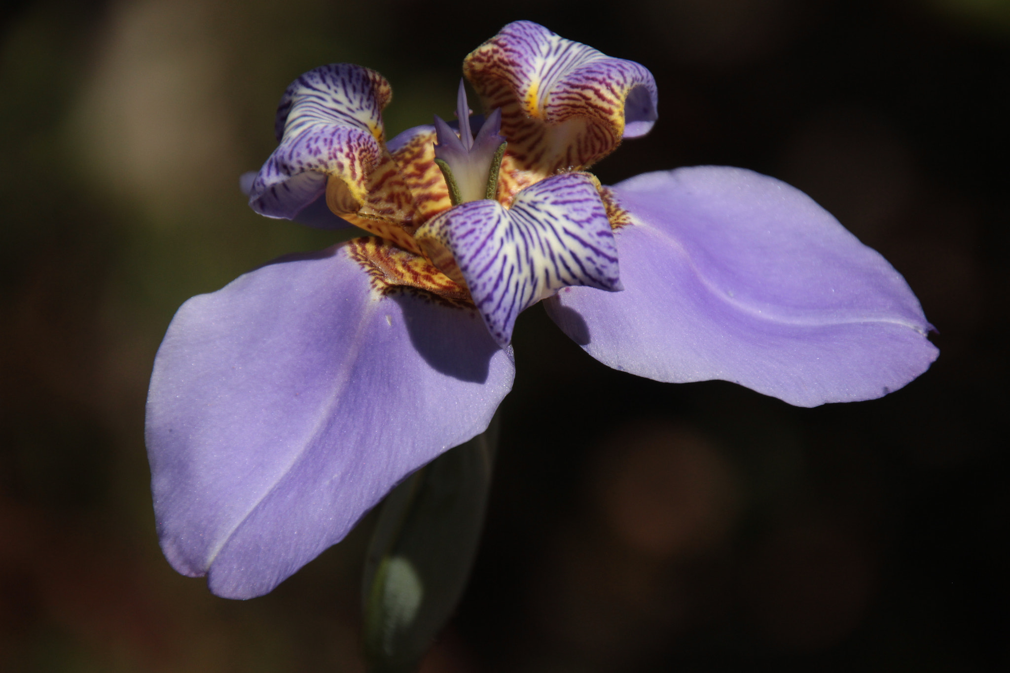 Canon EOS 700D (EOS Rebel T5i / EOS Kiss X7i) sample photo. Lirio photography