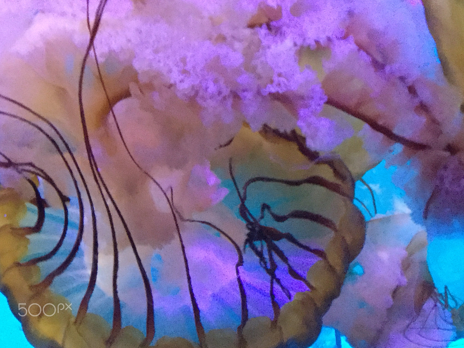 Apple iPad5,3 sample photo. Jellyfish photography