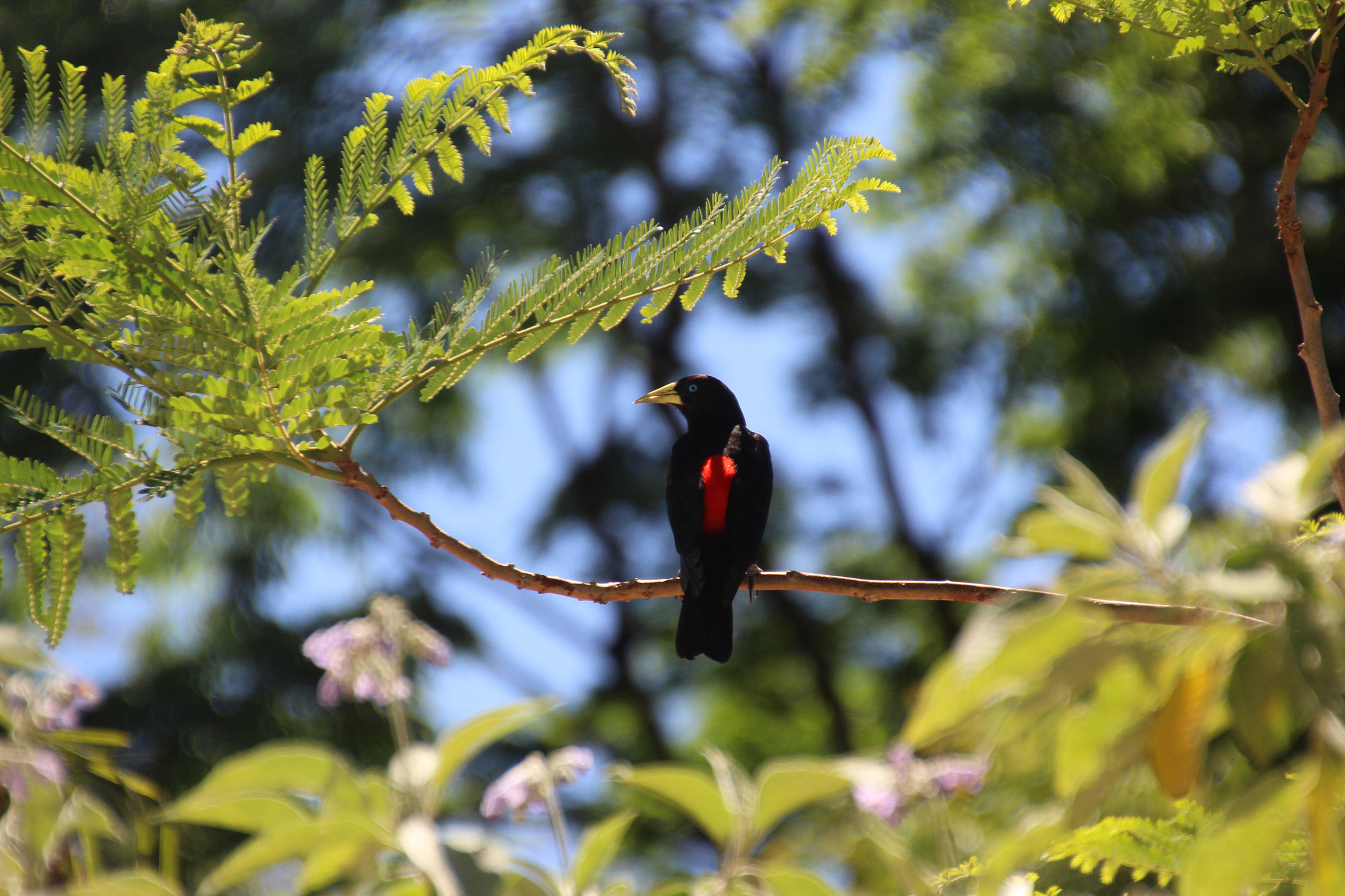 Canon EOS 700D (EOS Rebel T5i / EOS Kiss X7i) sample photo. Boyero cacique photography