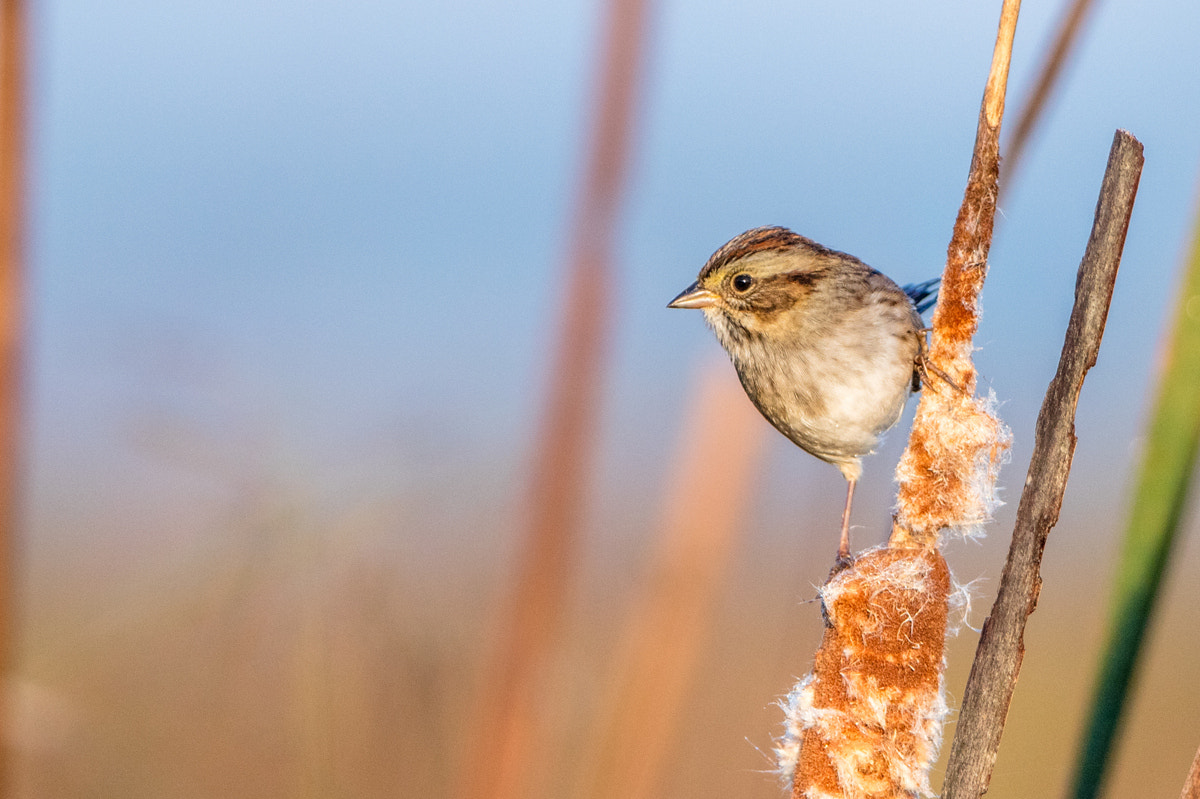 Canon EOS 5DS R + Canon EF 200-400mm F4L IS USM Extender 1.4x sample photo. Swamp sparrow photography