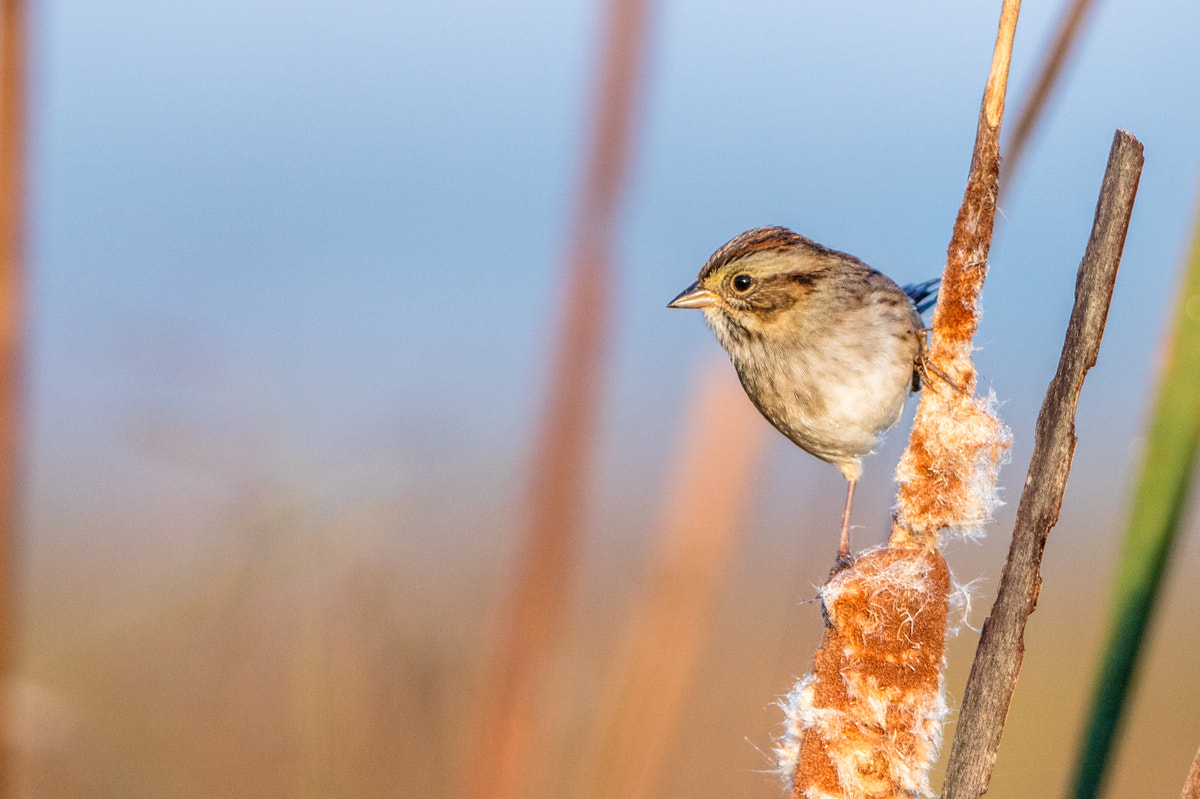 Canon EF 200-400mm F4L IS USM Extender 1.4x sample photo. Swamp sparrow photography