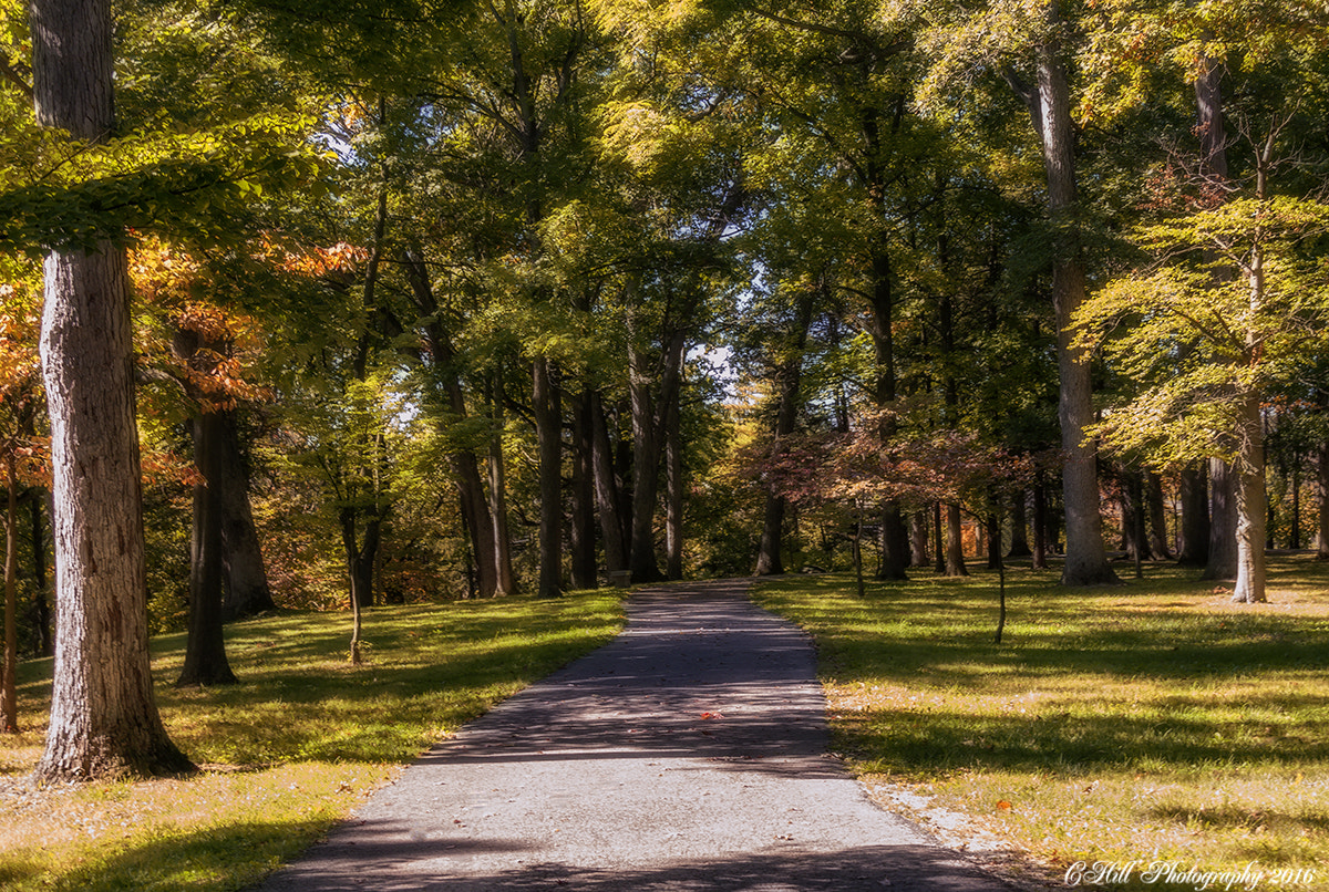 Sigma 18-250mm F3.5-6.3 DC OS HSM sample photo. Grove photography