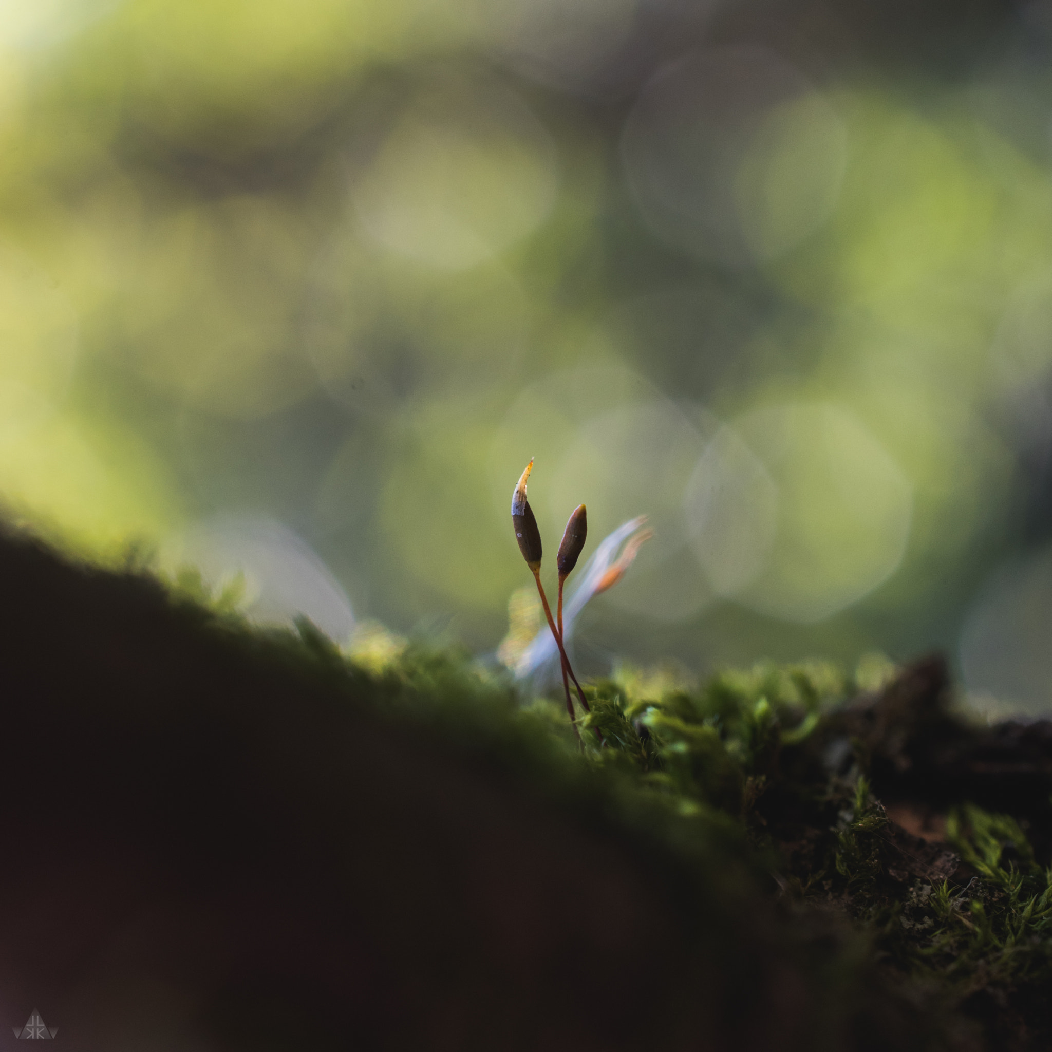 Nikon AF-S DX Micro Nikkor 40mm F2.8 sample photo. Strive photography