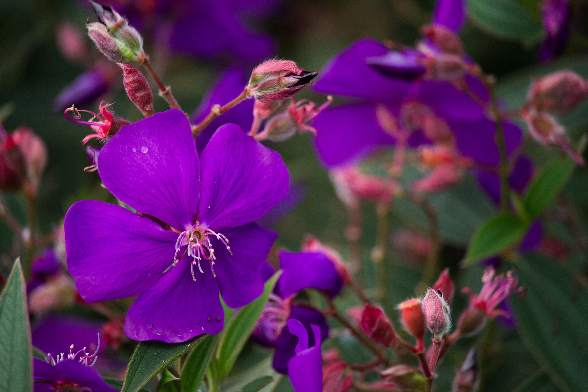Canon EF-S 55-250mm F4-5.6 IS STM sample photo. Violet flowers photography