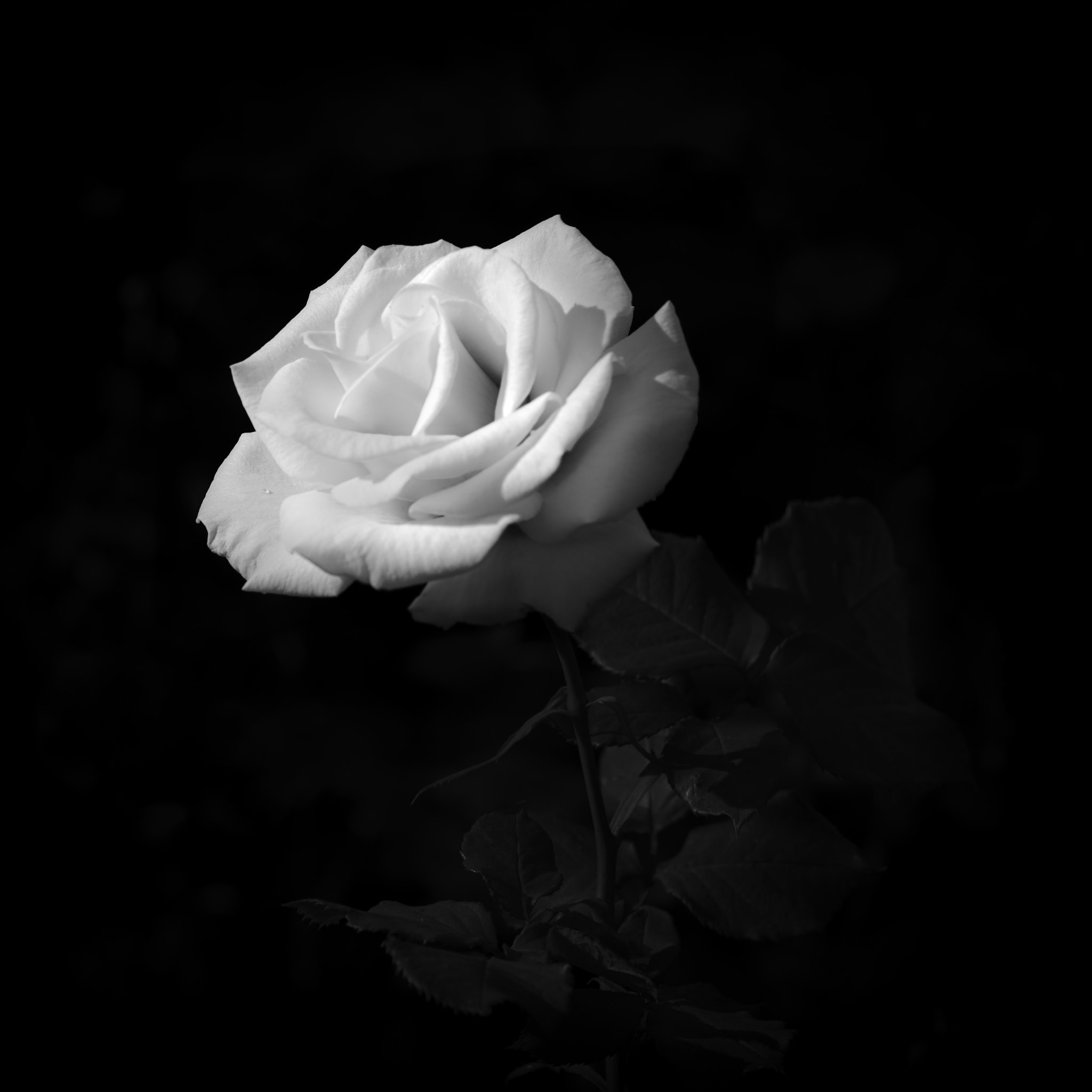 Nikon D810 + Sigma 85mm F1.4 EX DG HSM sample photo. Mid autumn rose photography