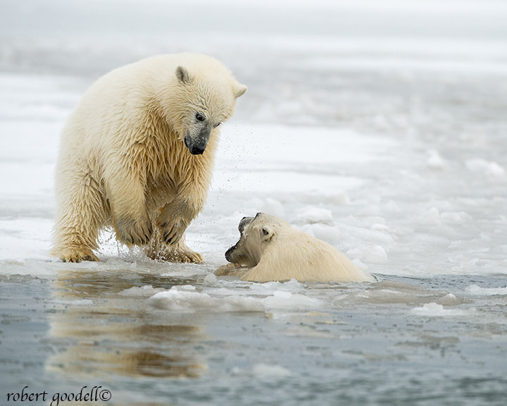 Nikon D4 sample photo. Polar bear cubs playing in ice photography