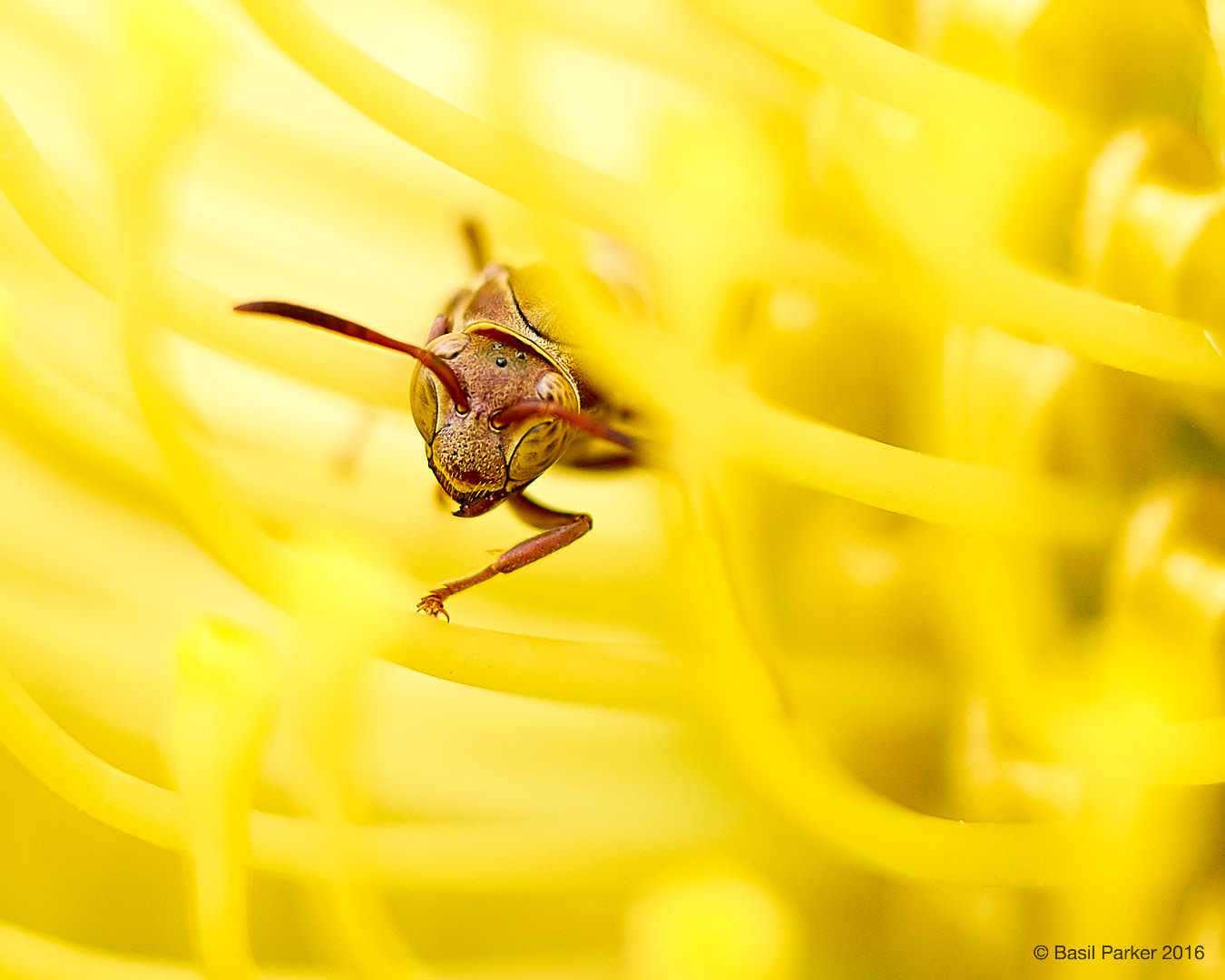 35mm F1.4 G SSM sample photo. Eye spy photography