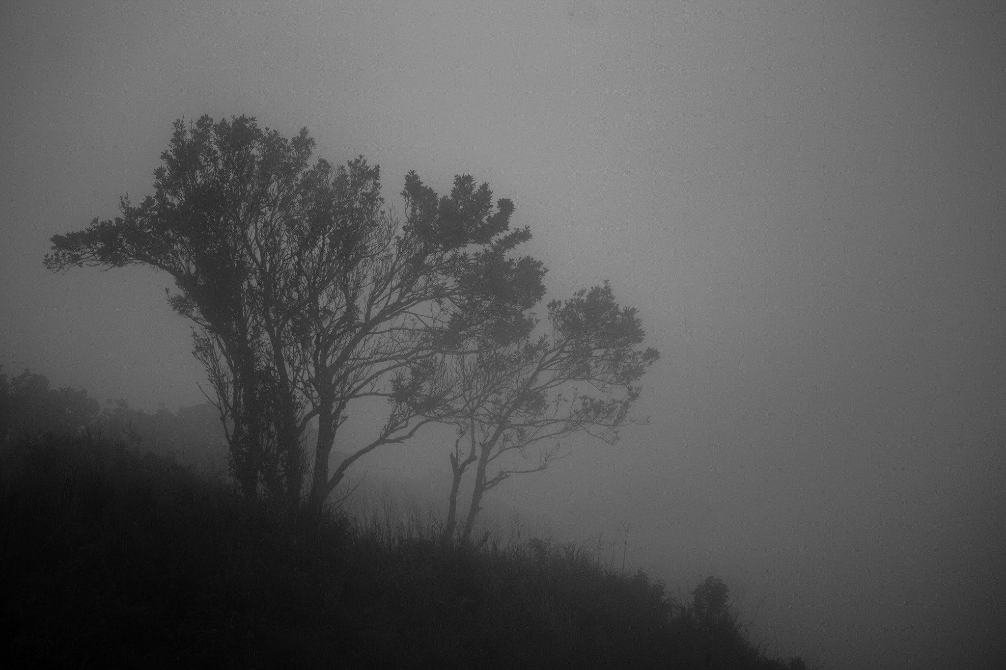 Canon EF-S 55-250mm F4-5.6 IS STM sample photo. The mystical trees photography