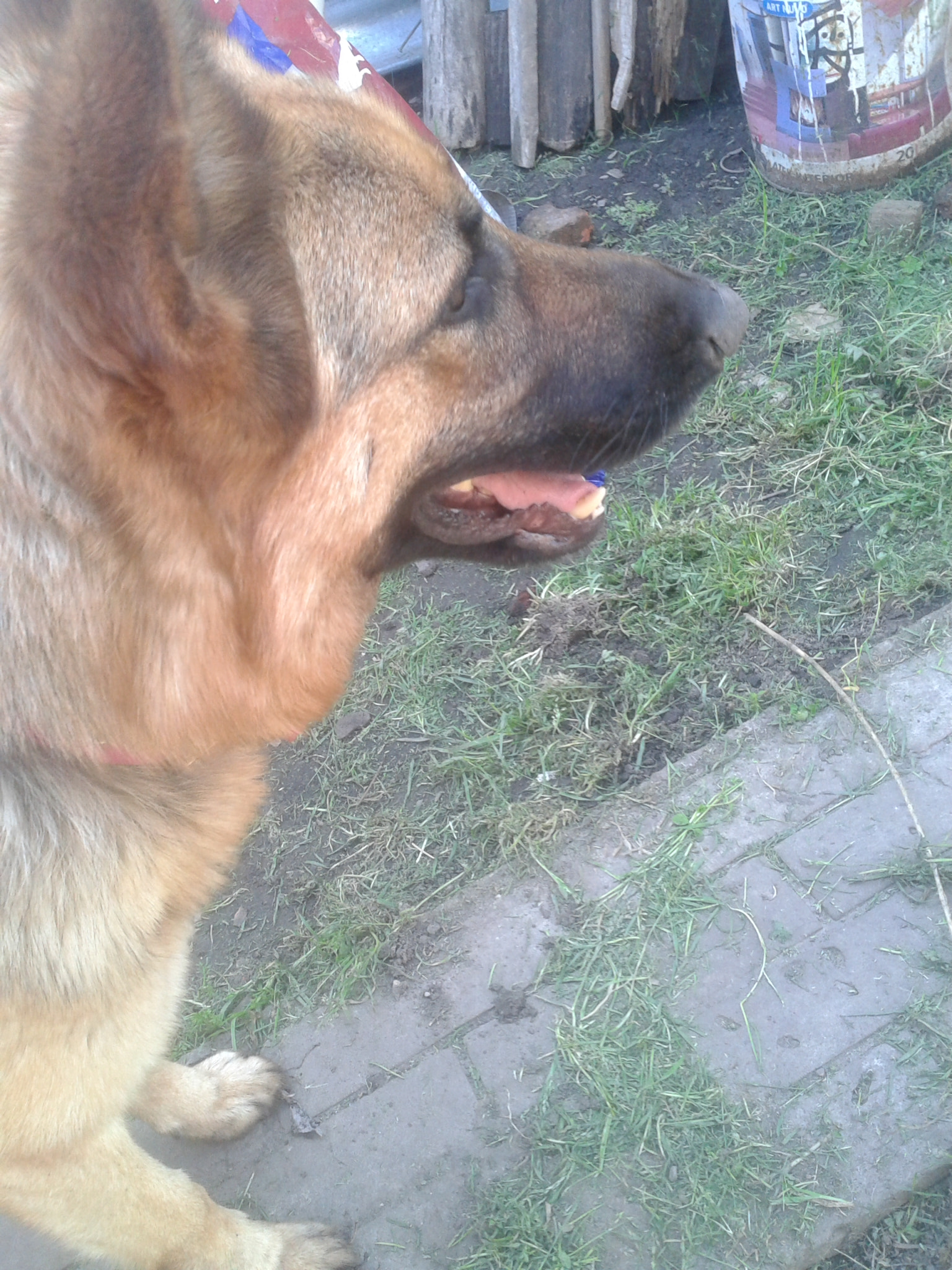 Samsung Galaxy S Advance sample photo. Perro mirando photography