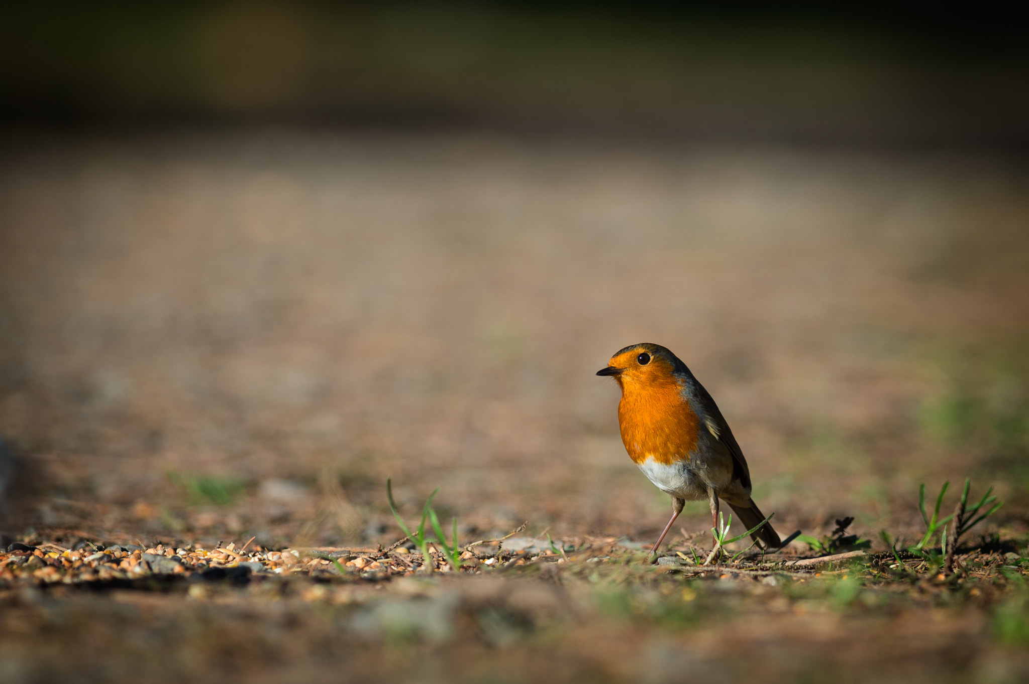 Nikon D4S + Nikon AF-S Nikkor 300mm F4D ED-IF sample photo. Robin photography