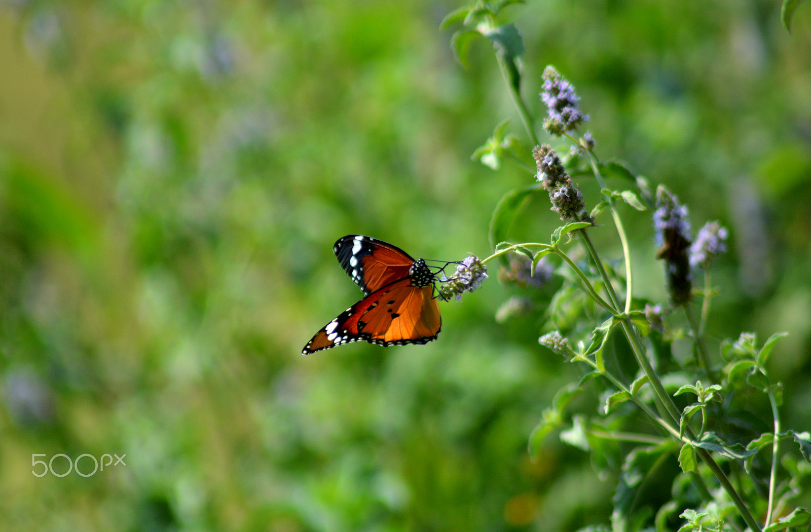 Nikon AF Nikkor 70-300mm F4-5.6G sample photo. Butterfly photography