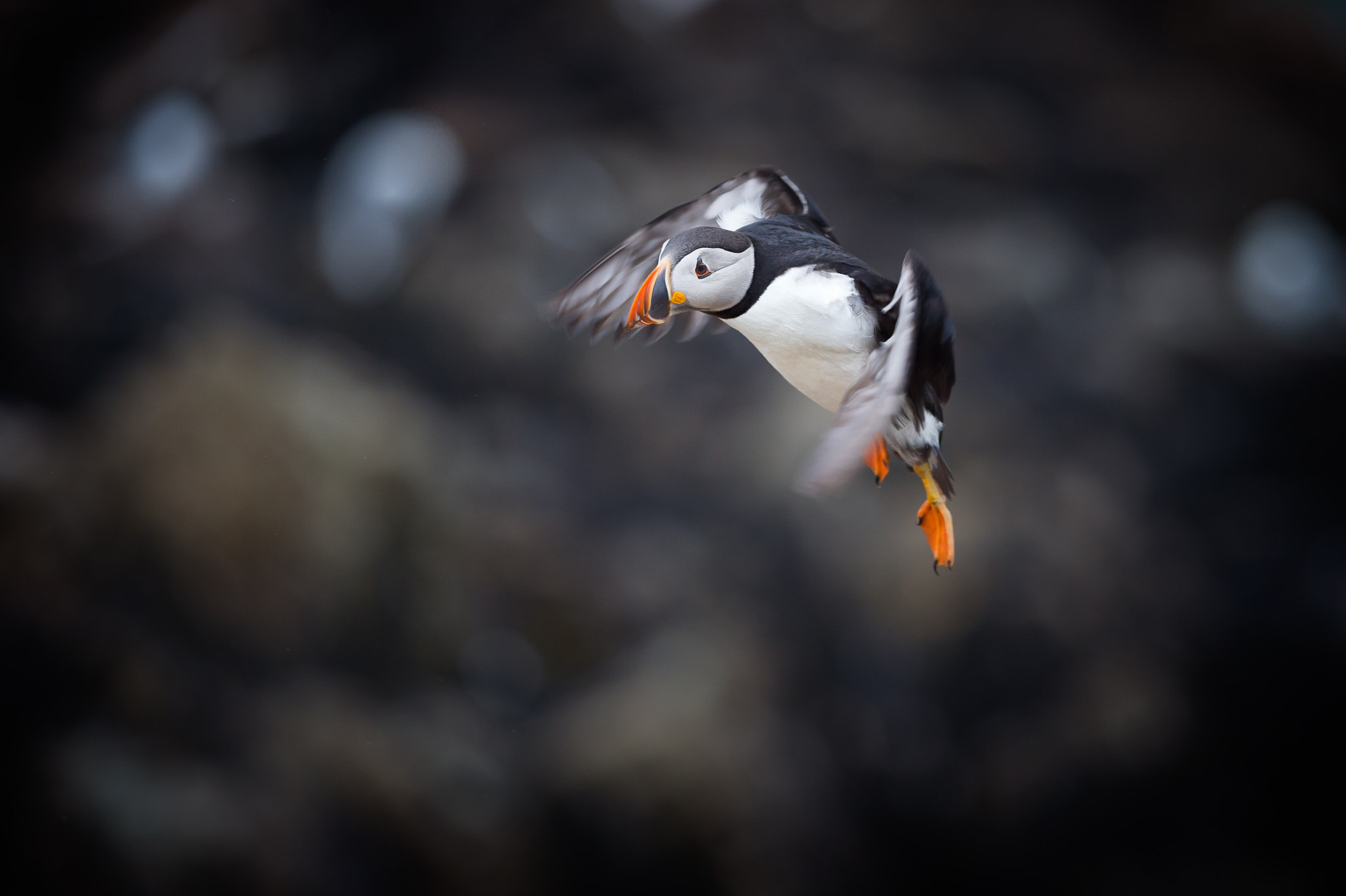 Nikon D4S + Nikon AF-S Nikkor 300mm F4D ED-IF sample photo. Puffin on final approach photography