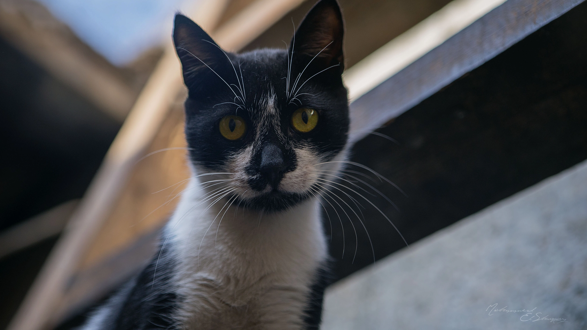 Sony a7S sample photo. Kitten photography