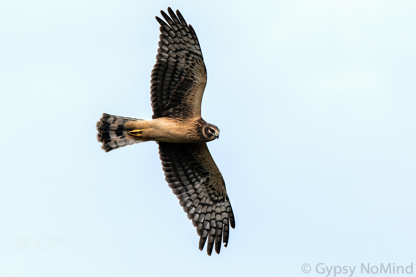 Canon EF 300mm F2.8L IS USM sample photo. Northern harrier photography