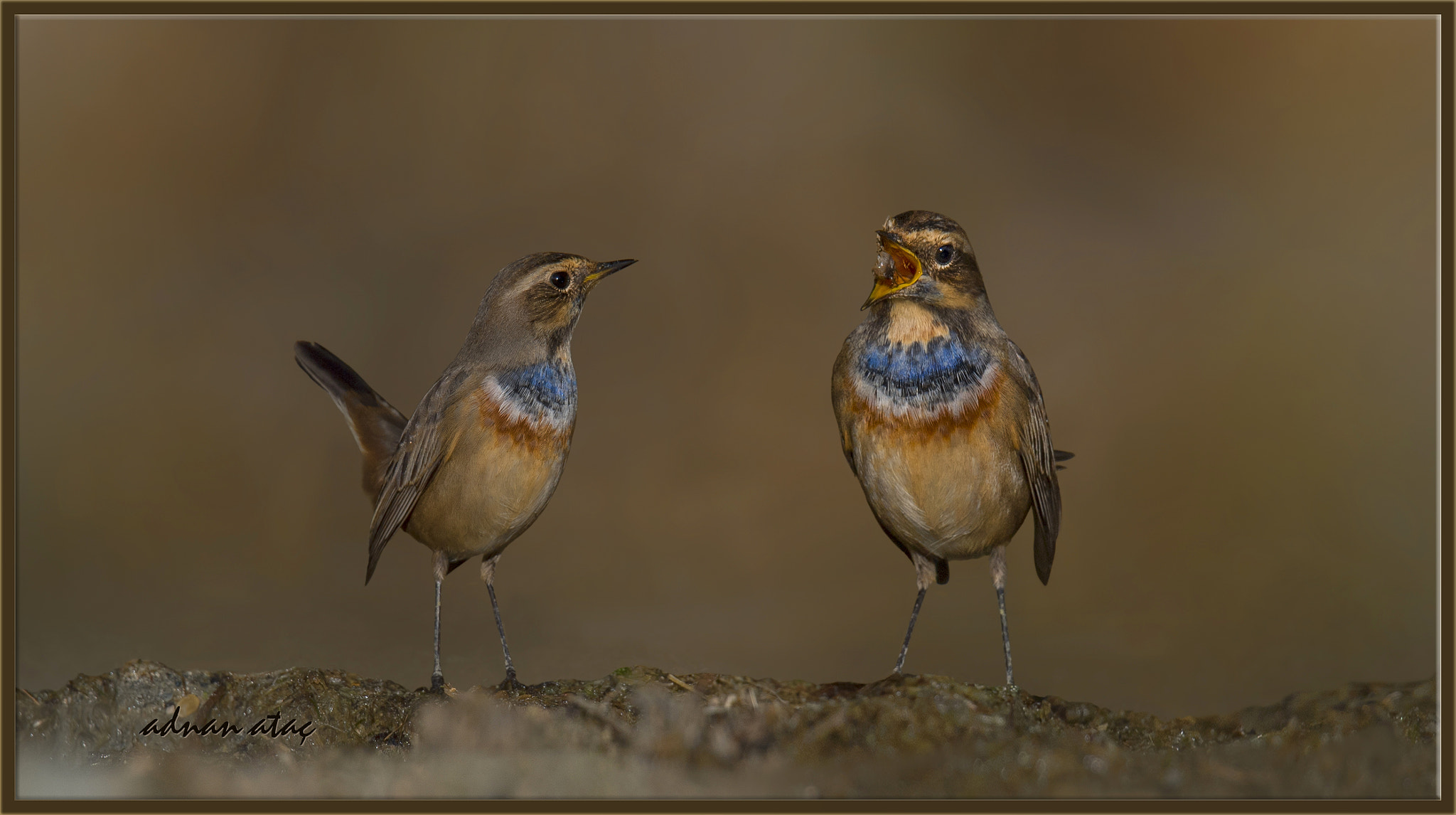 Sigma 150-600mm F5-6.3 DG OS HSM | S sample photo. Mavigerdan - bluethroat - luscinia svecica photography