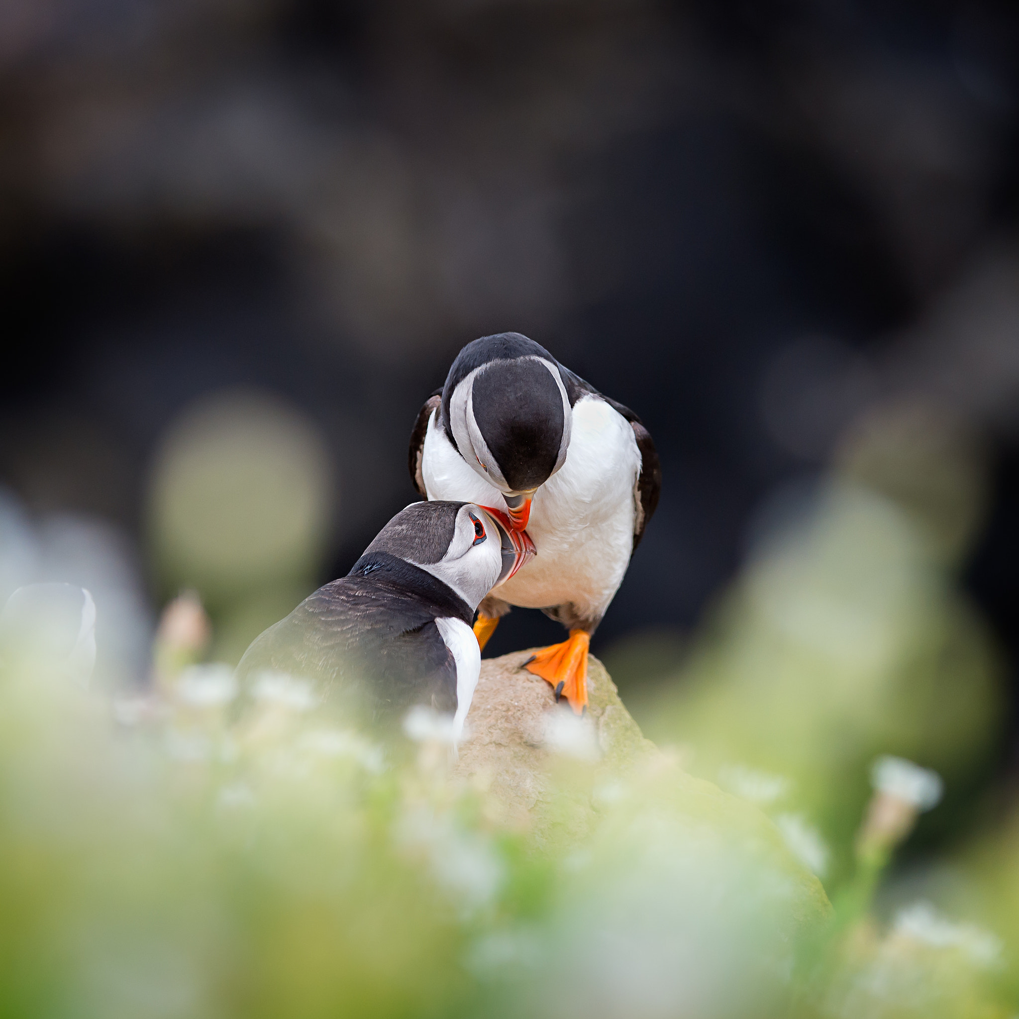 Nikon D4S + Nikon AF-S Nikkor 300mm F4D ED-IF sample photo. Billing puffins photography