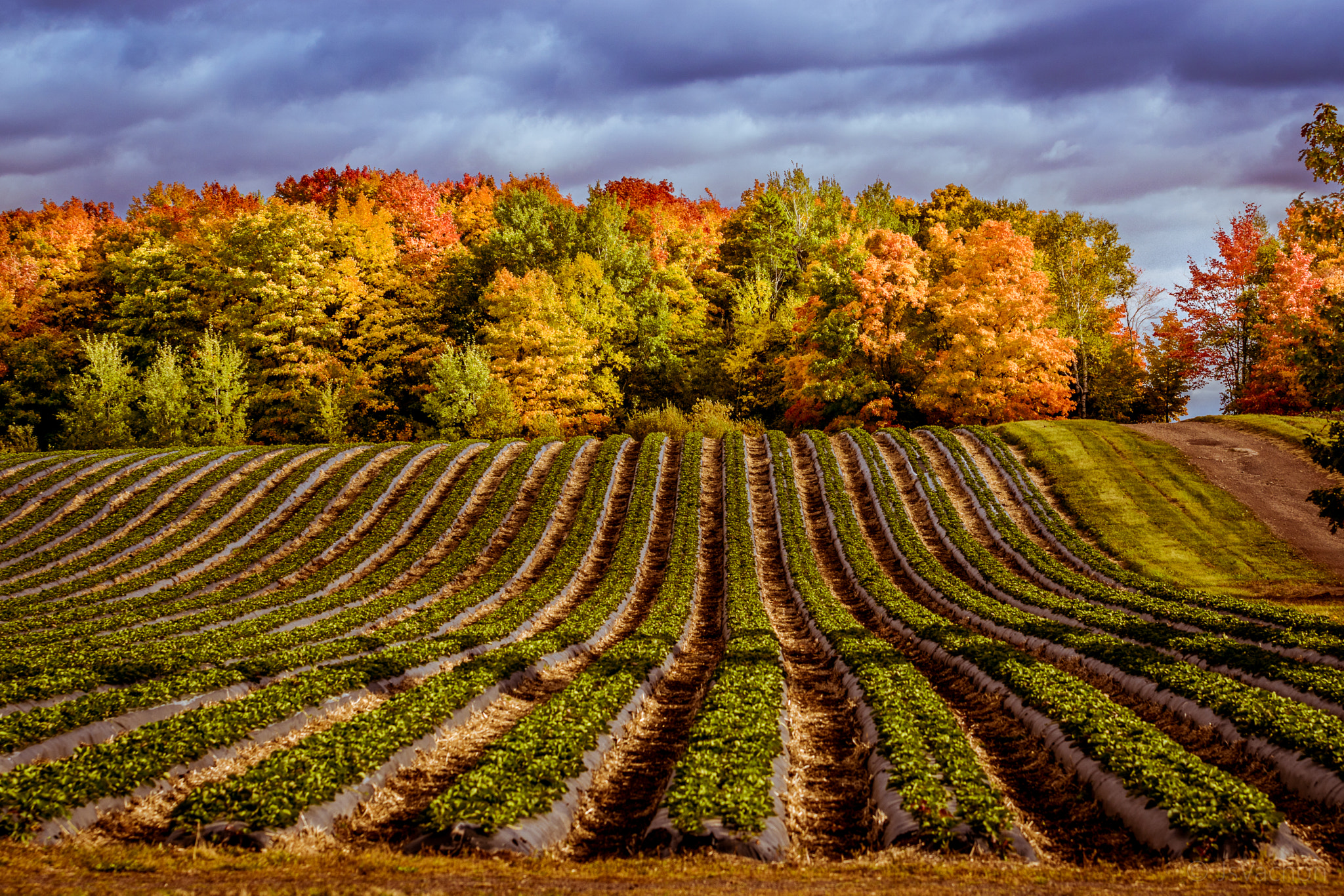 Sony ILCA-77M2 + Tamron SP 24-70mm F2.8 Di VC USD sample photo. Strawberry fields in saint-nicolas, québec photography