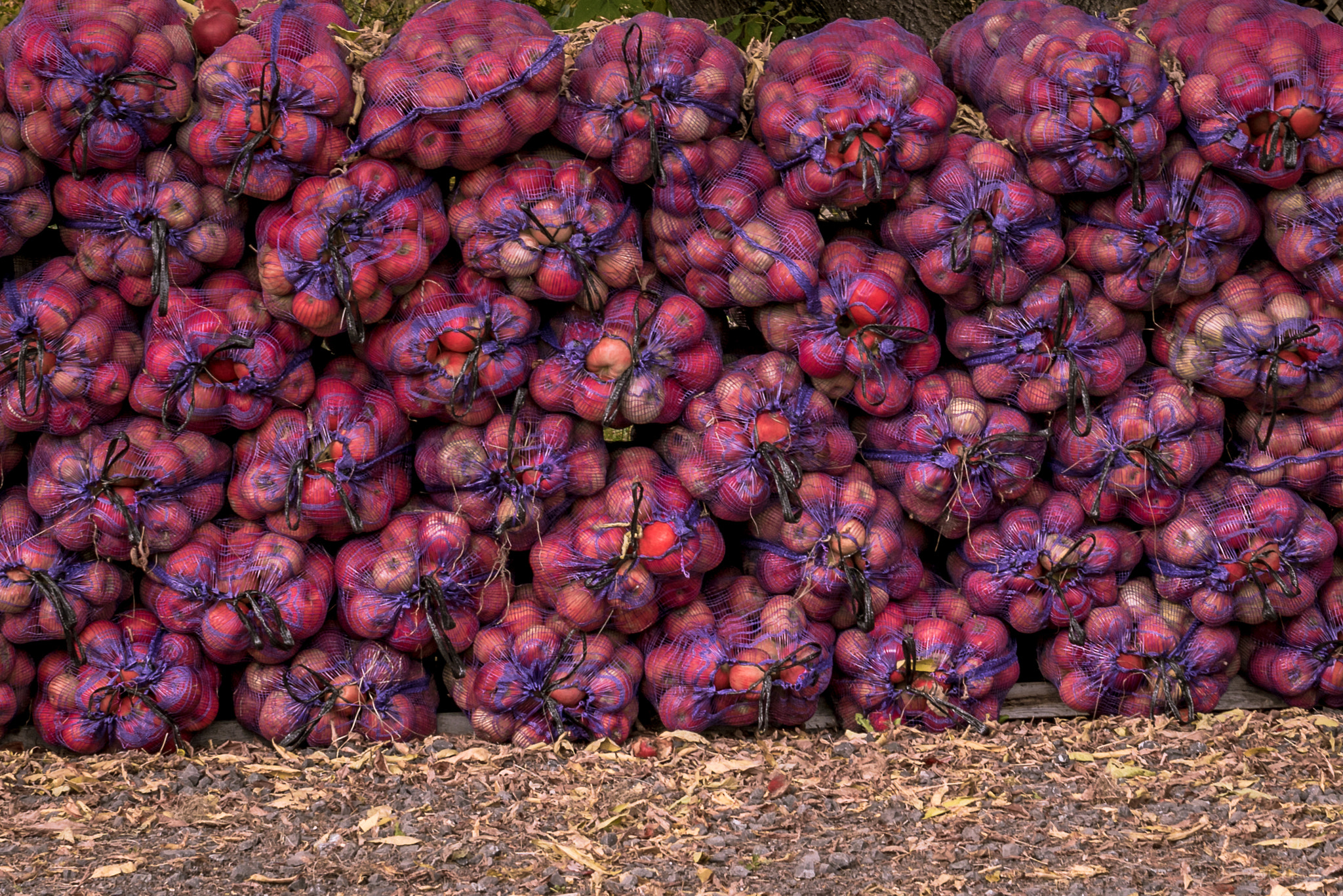 Sony ILCA-77M2 sample photo. Harvesting apples in st-antoine-de-tilly, québec photography