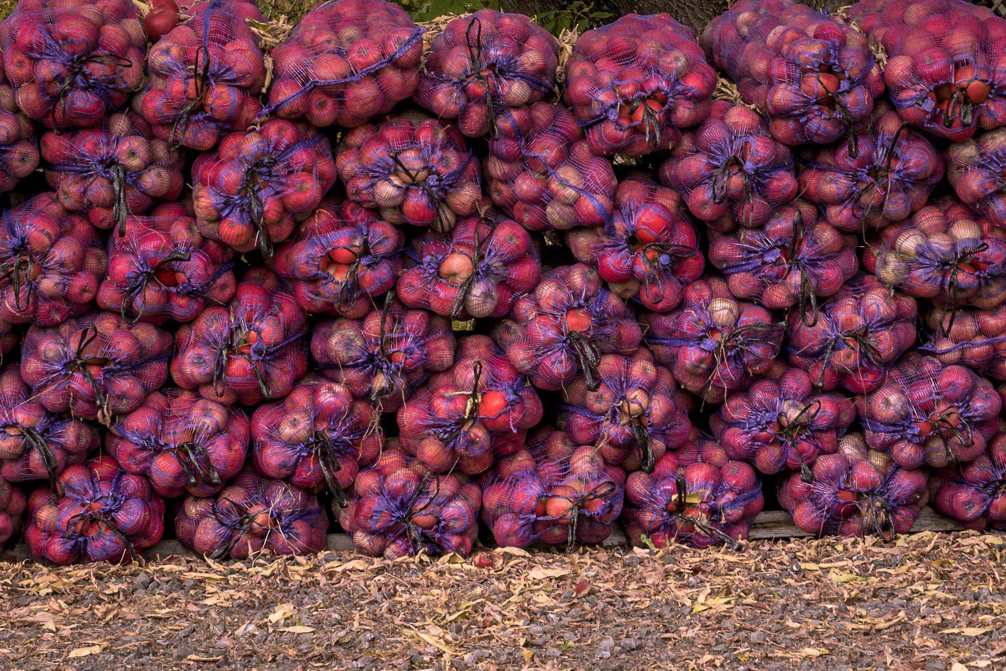 Sony ILCA-77M2 + Sony DT 35mm F1.8 SAM sample photo. Harvesting apples in st-antoine-de-tilly, québec photography