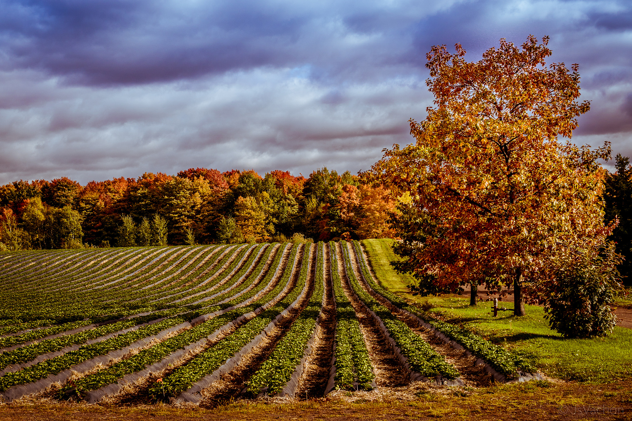 Sony ILCA-77M2 + Sony DT 35mm F1.8 SAM sample photo. Strawberry fields in saint-nicolas, québec photography