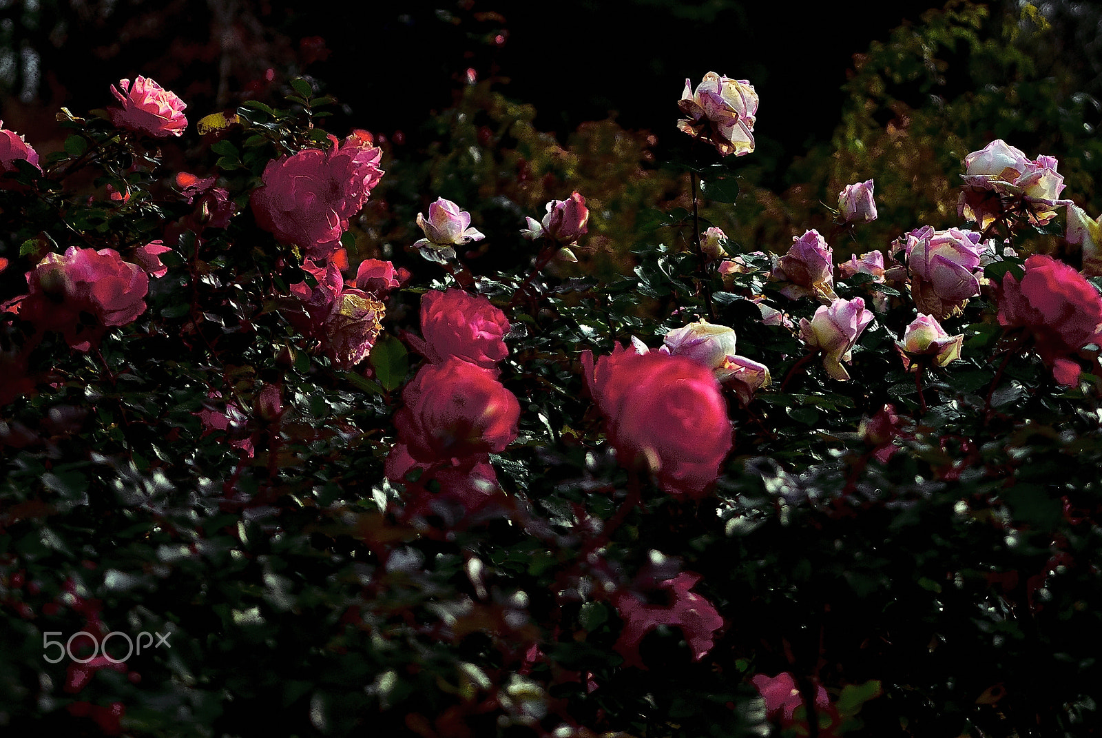 Nikon D200 sample photo. Darkness as soft an optical of the rose photography